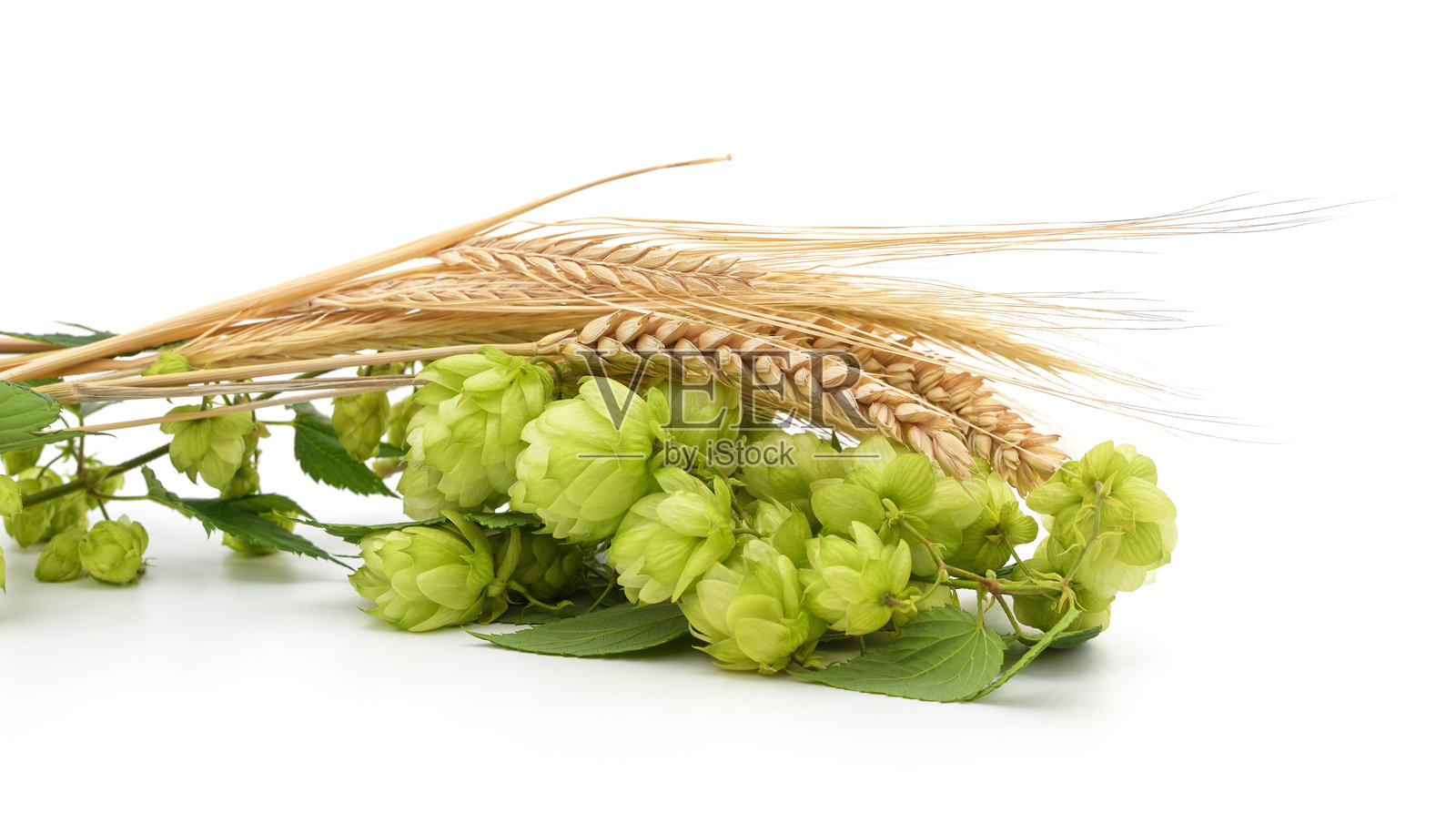 绿色的啤酒花和小穗。照片摄影图片