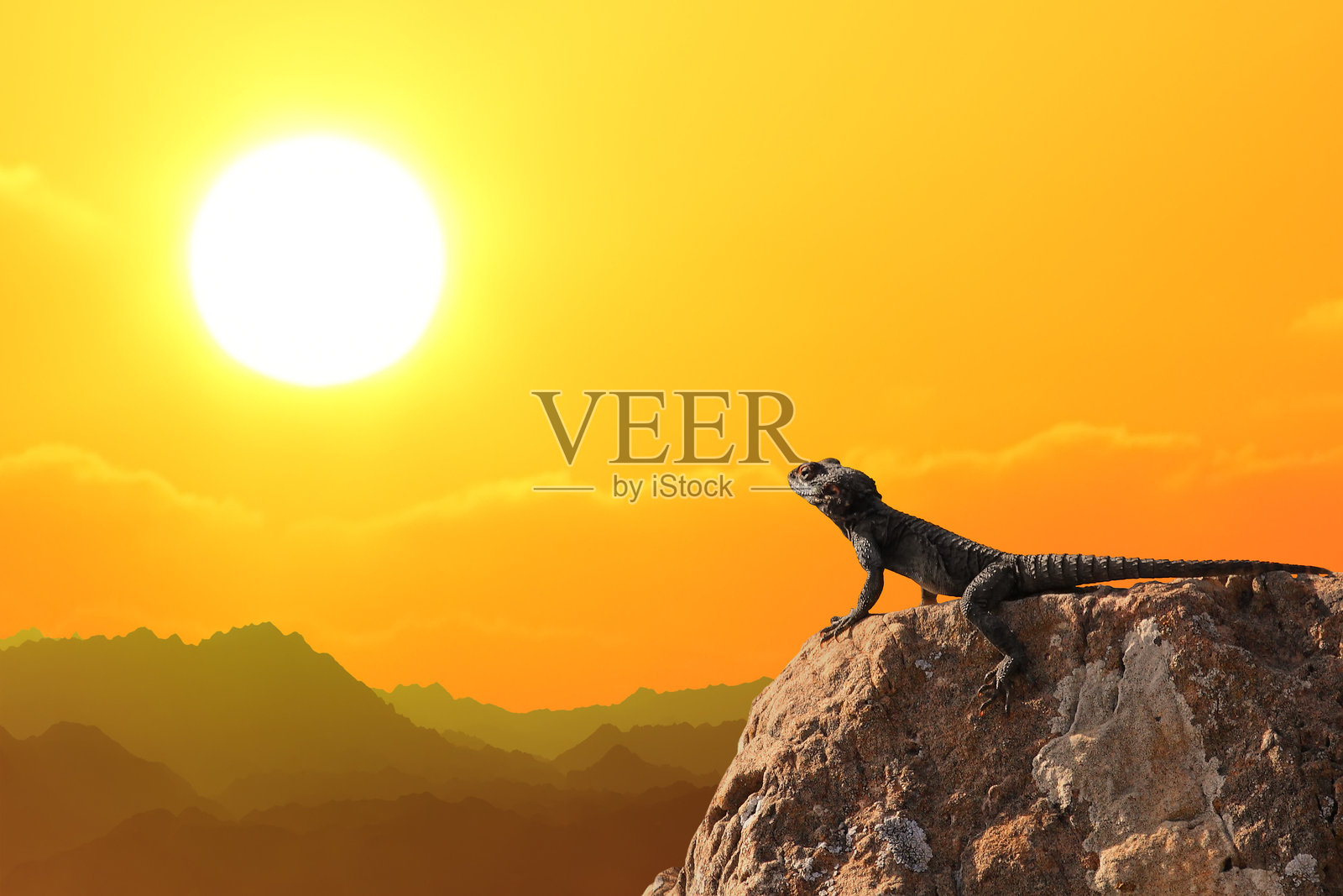 明亮粉色沙漠日落映衬下的石头上的蜥蜴照片摄影图片