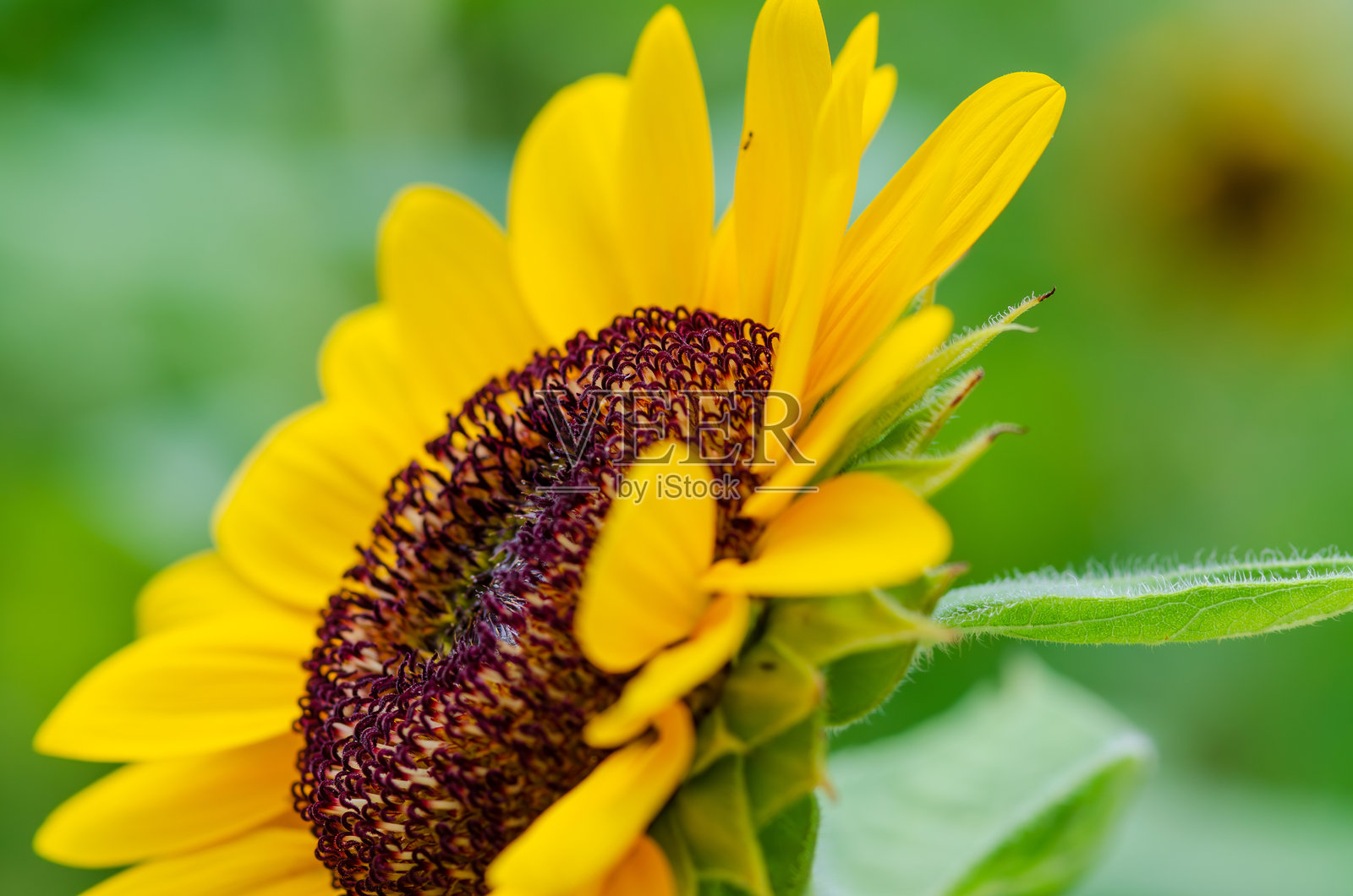 向日葵盛开的特写照片摄影图片