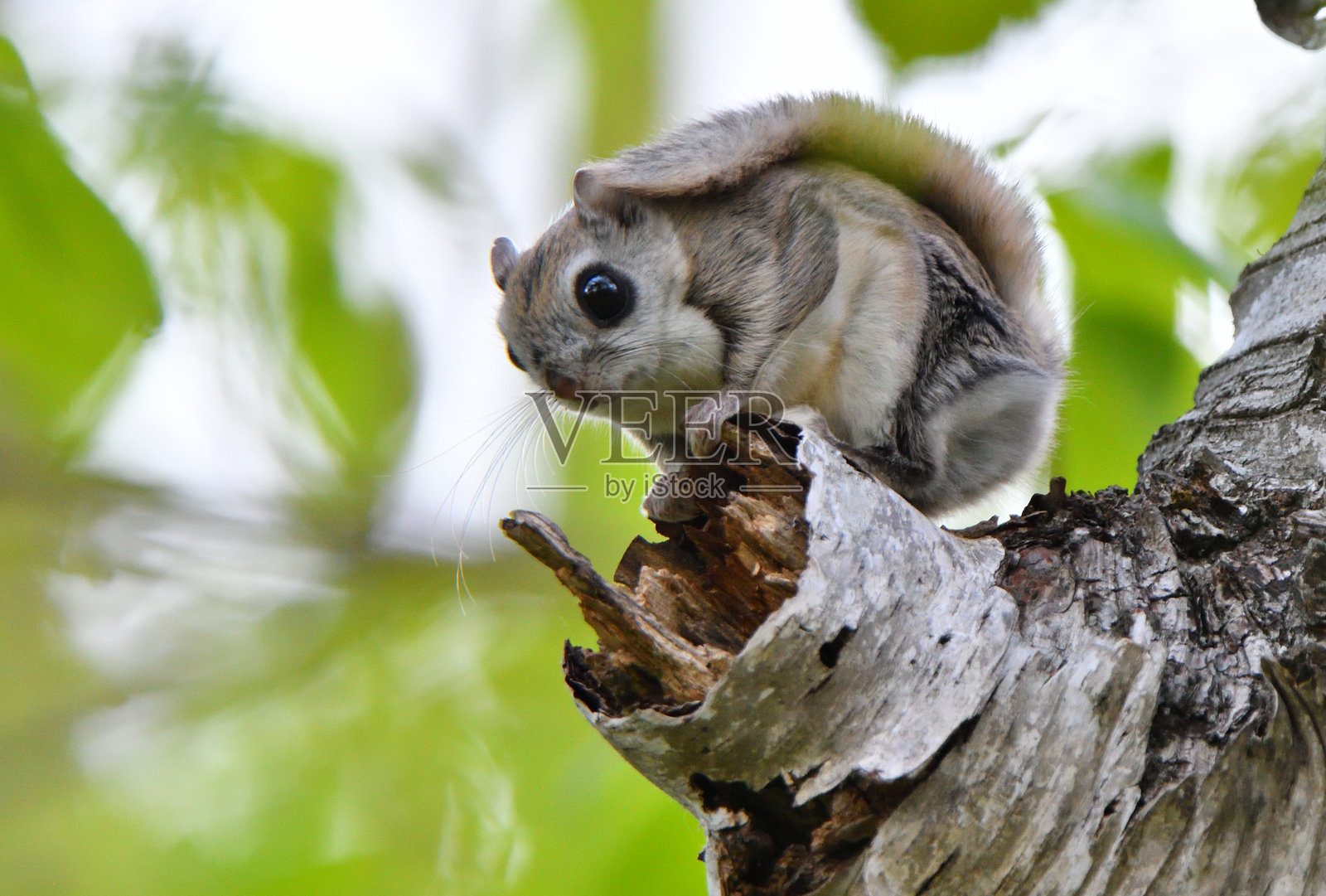 一只鼯鼠坐在北海道公园的树枝上。照片摄影图片