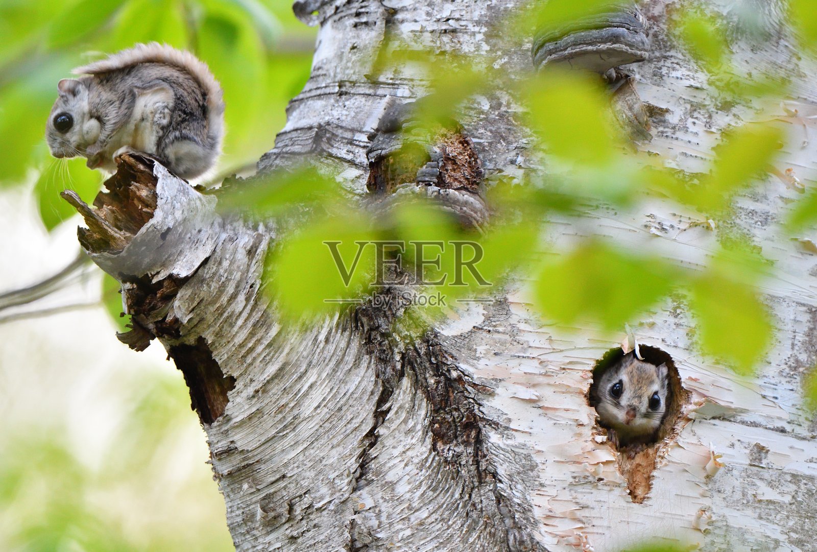 在北海道的一个春季公园里,一只西伯利亚鼯鼠从洞里钻出来,另一只坐在树枝上。照片摄影图片