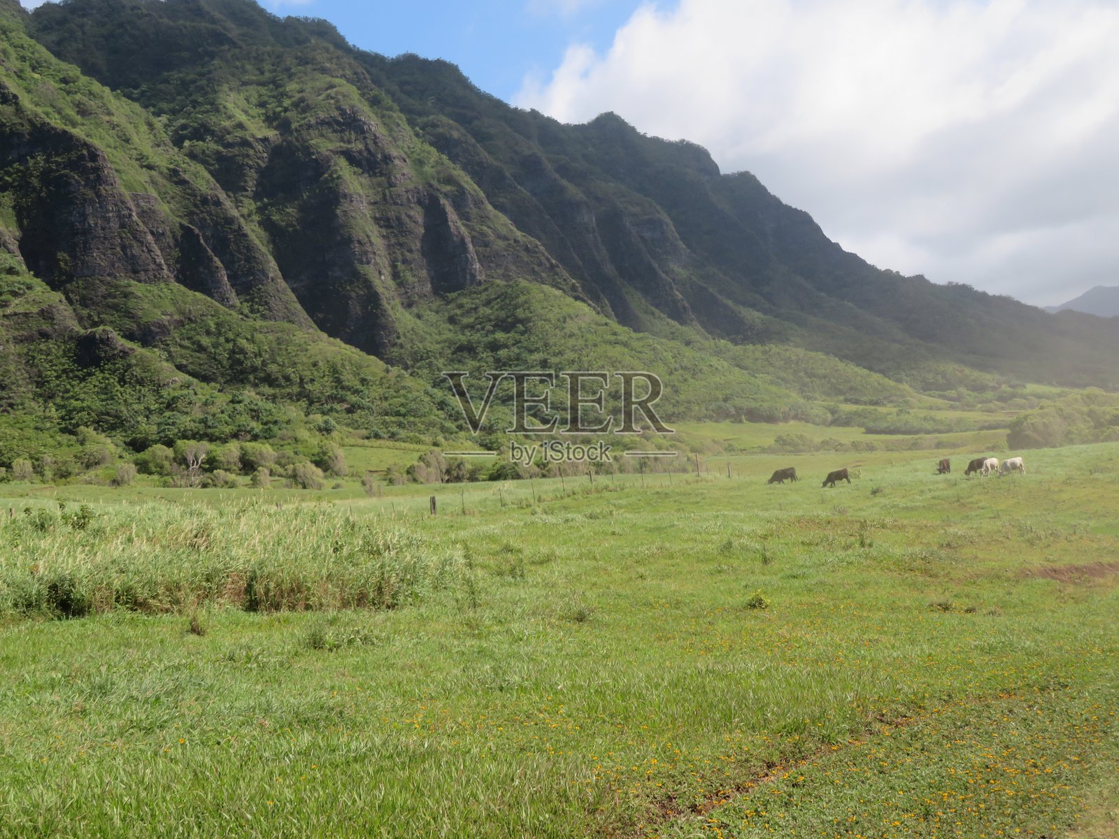 夏威夷的野生动物照片摄影图片