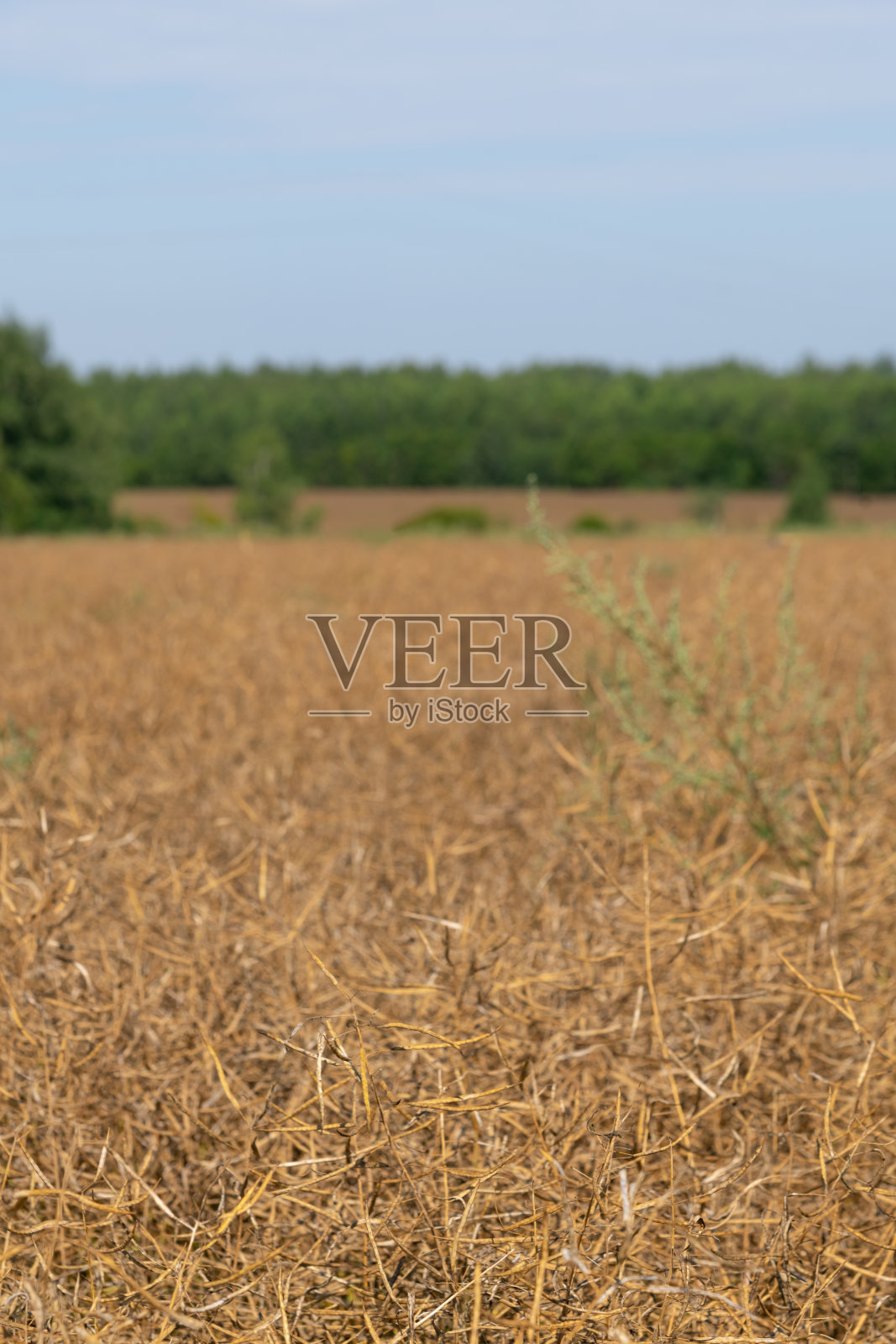 干农业油菜地照片摄影图片