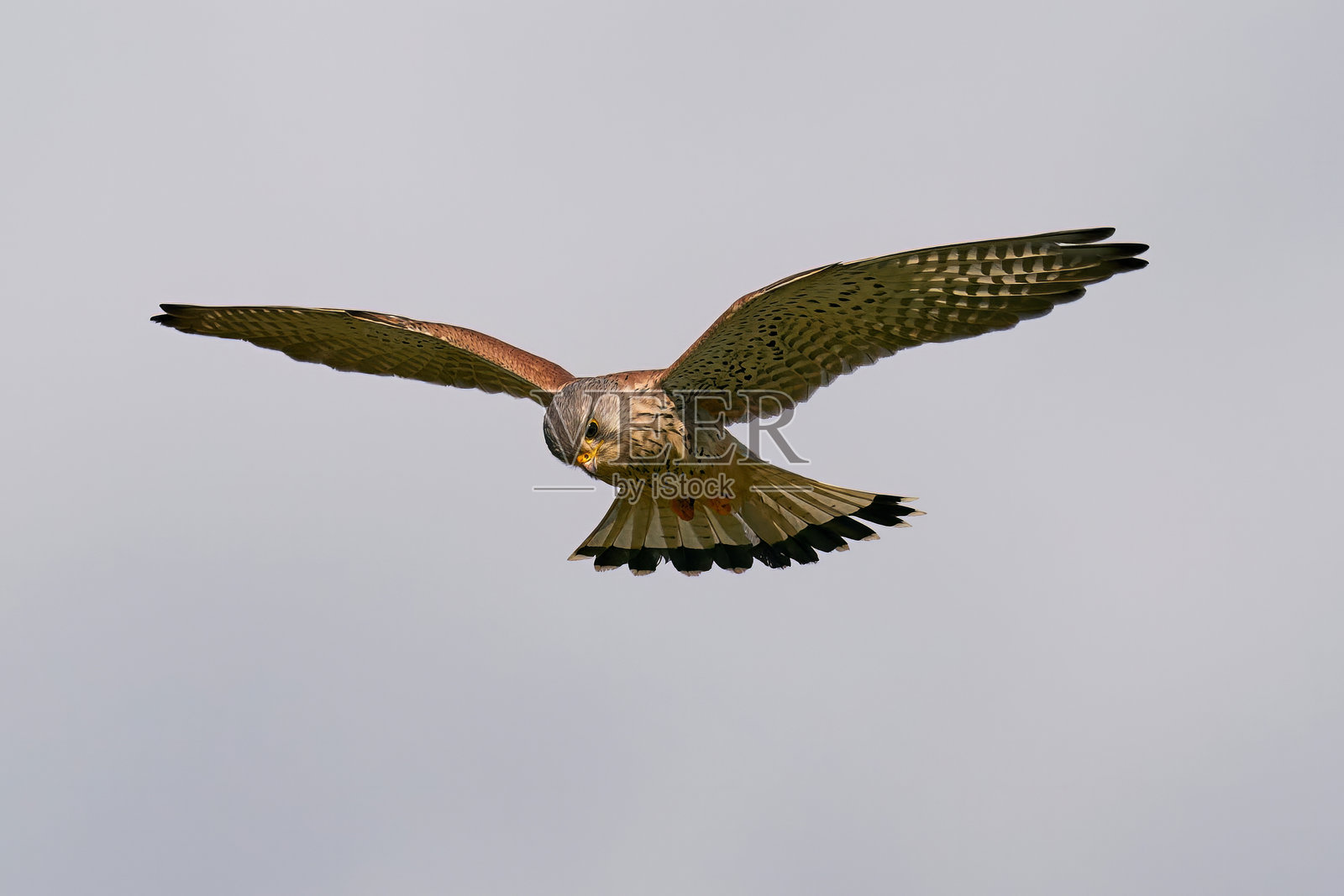 红隼(Falco tinunculus)照片摄影图片