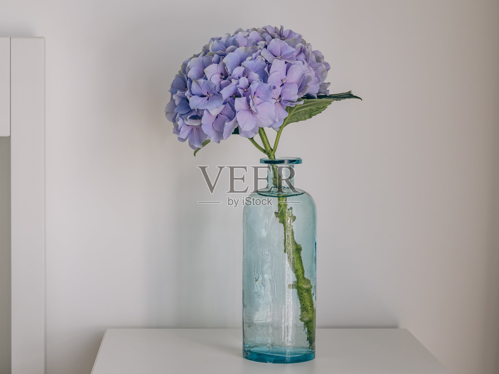 精致的紫色绣球花在一个蓝色的花瓶在一个浅背景照片摄影图片