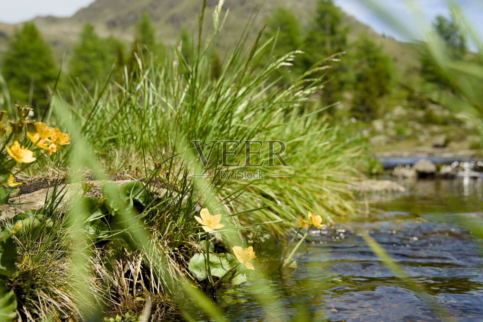 山上的湖,夏天有高山的花照片摄影图片