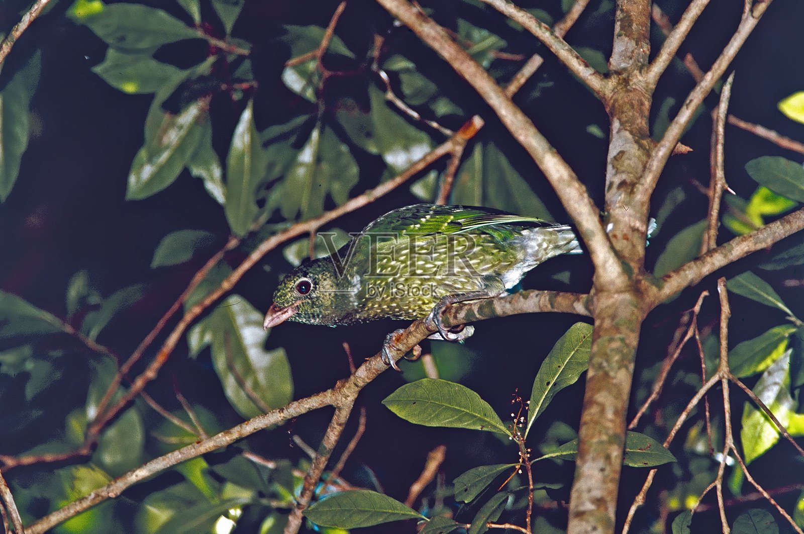 绿园丁鸟照片摄影图片