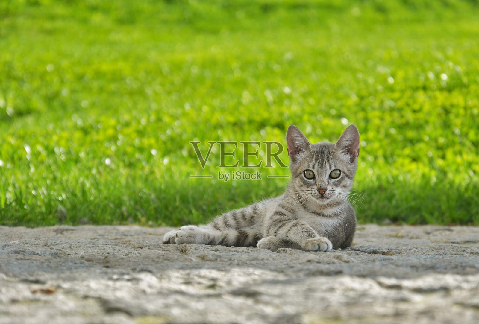 猫坐在户外的特写照片摄影图片