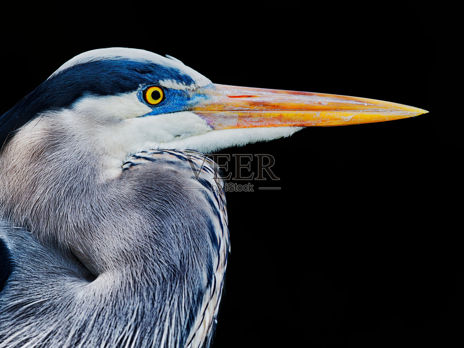 大蓝鹭的侧面视图对黑色背景照片摄影图片