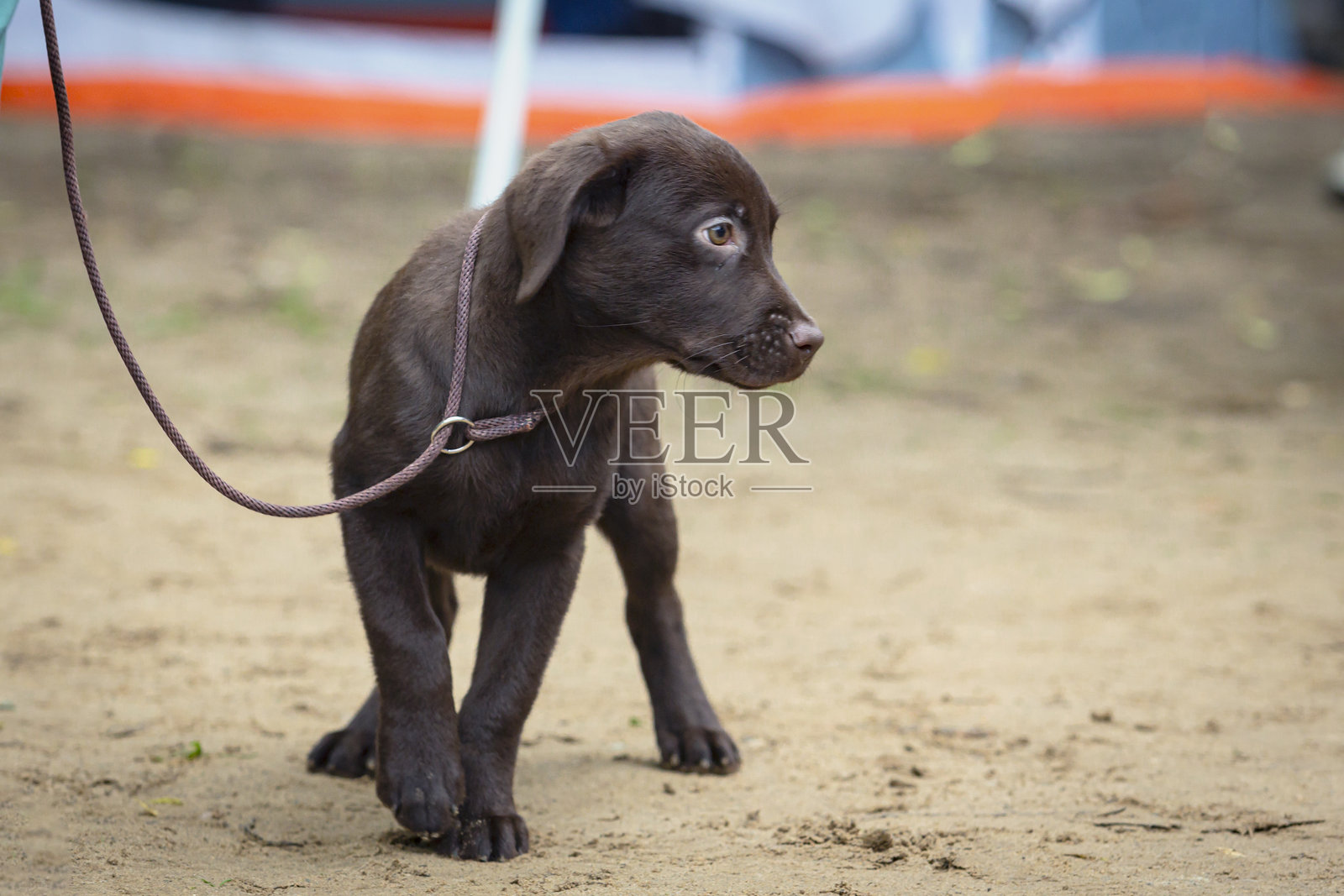 一只拉布拉多小狗在田野上执行训导员的命令。照片摄影图片