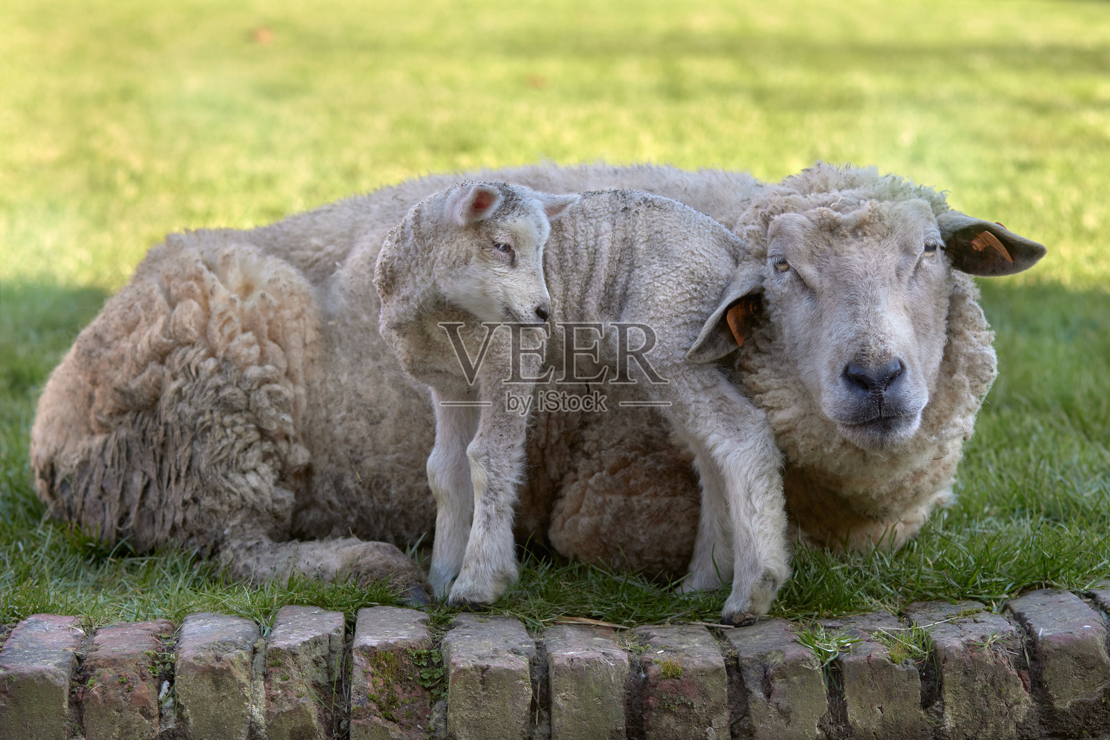 可爱的白羊和刚出生的小羊羔照片摄影图片