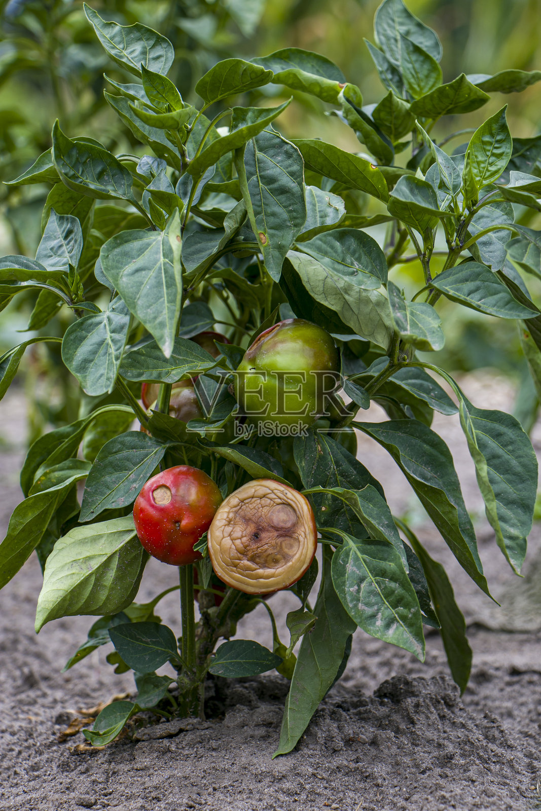 晒伤辣椒。照片摄影图片