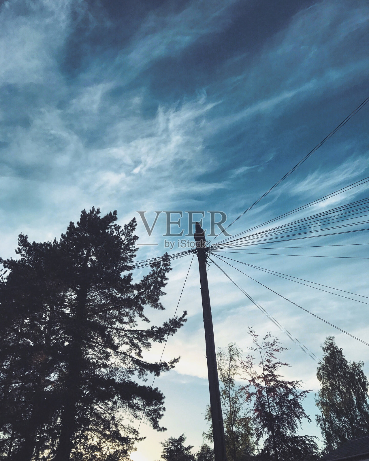 有树的电线杆照片摄影图片