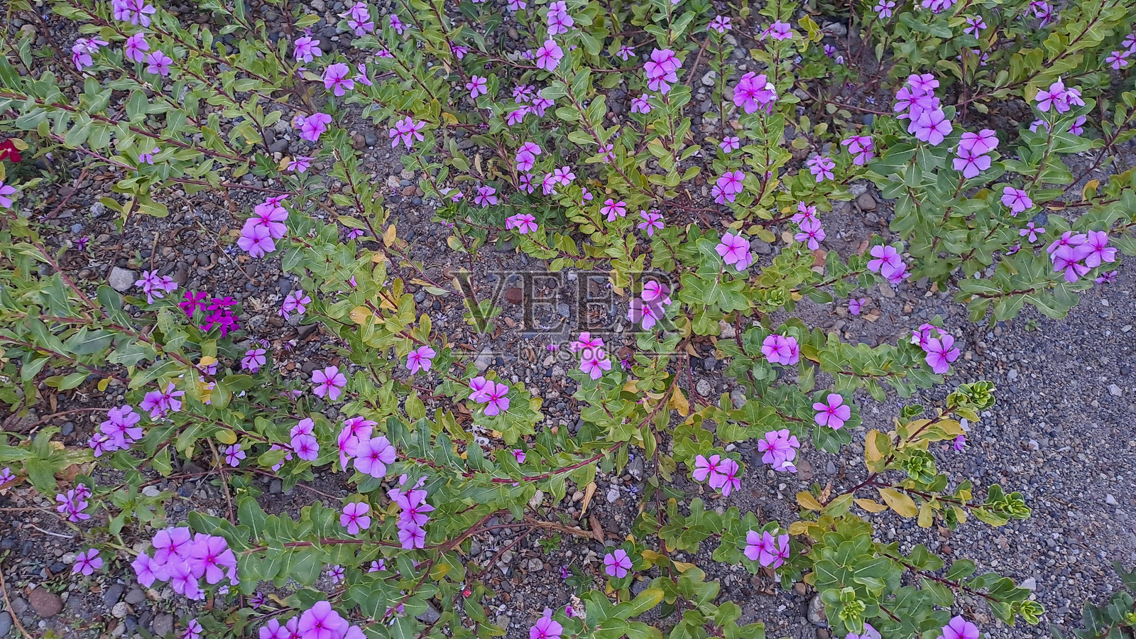 美丽的野生玫瑰型地被花在热带雨林照片摄影图片