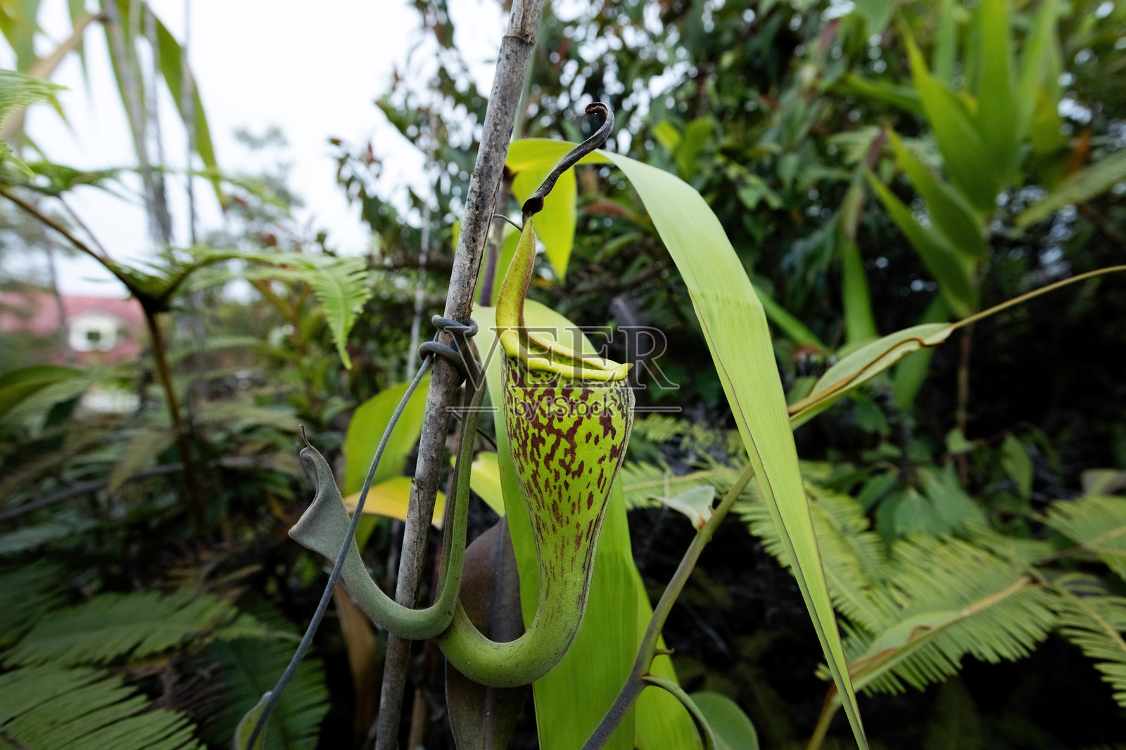 马来西亚婆罗洲雨林中的捕虫笼草照片摄影图片