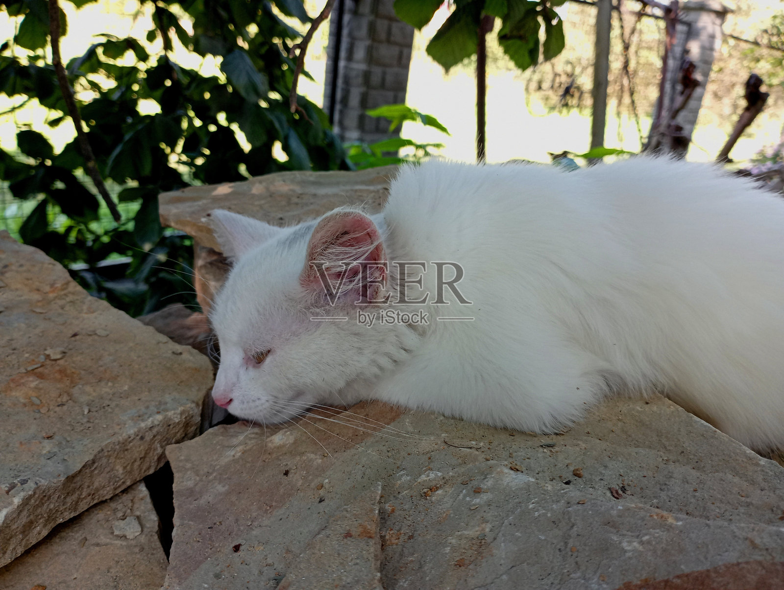 在温暖的阳光直射下,一只熟睡的白猫在室外天然棕色砂岩壁炉上的微距镜头。猫在晒太阳照片摄影图片