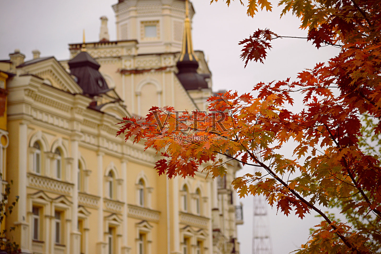 秋天的背景,大街上红的、黄的、绿的橡树叶照片摄影图片