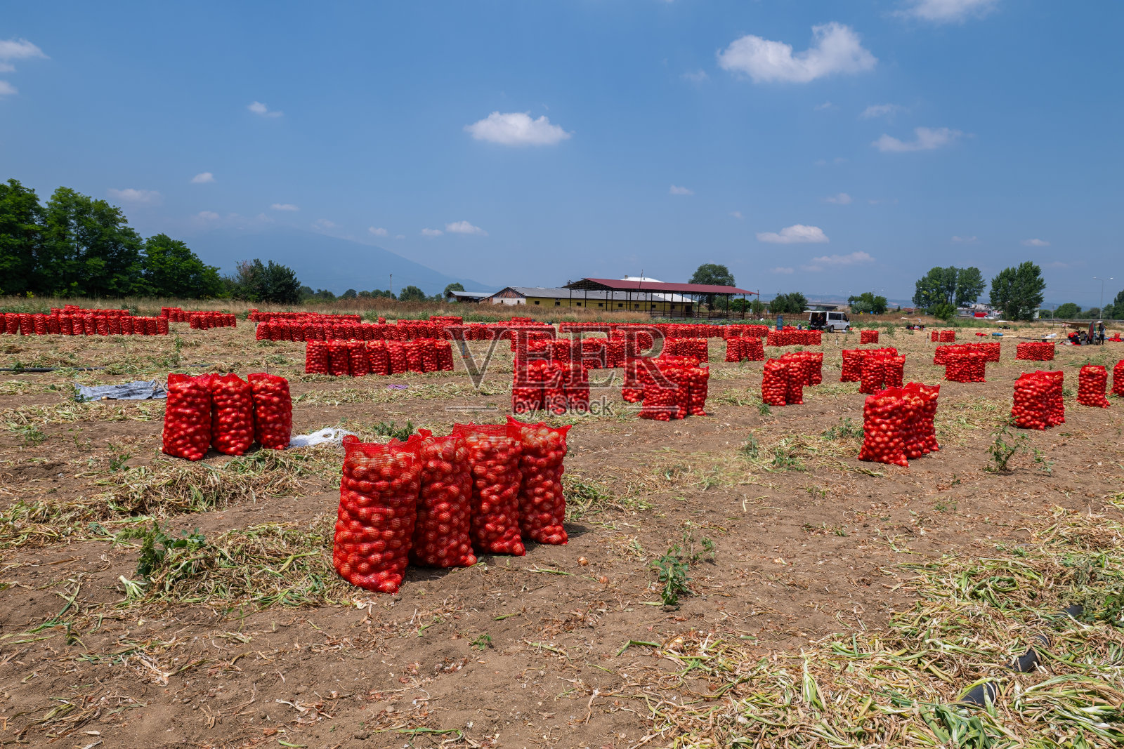 地里收获的洋葱装在红色网袋里。照片摄影图片