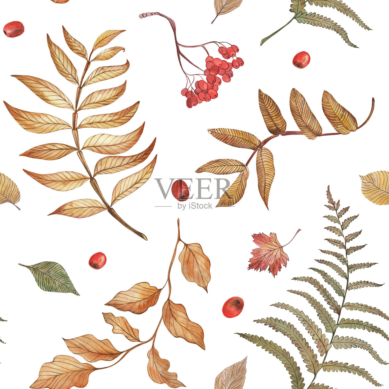 秋天,紫菀,蕨类植物,树叶,树枝,浆果,红色,橙色,黄色-从水彩画在白色背景上的插图无缝图案。用于纺织品、织物、卡片的设计和印刷插画图片素材
