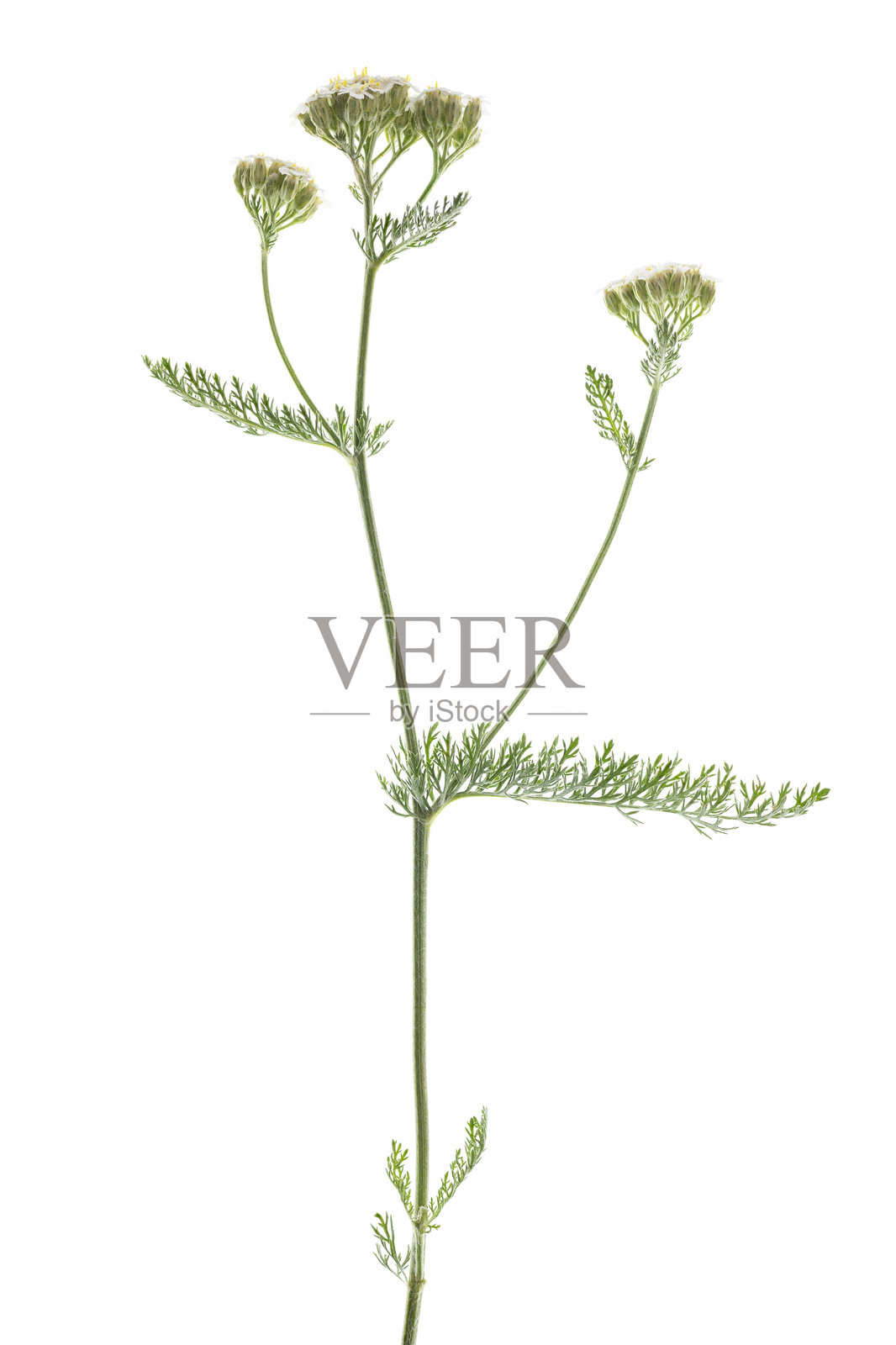 白色背景上有花的野生水蛭属植物照片摄影图片