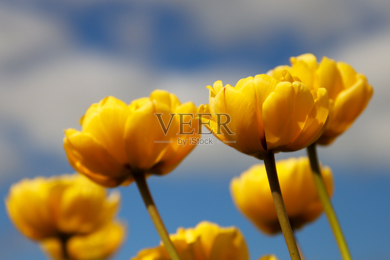 在goee - overflakkee上,郁金香盛开的田地里种植着球茎照片摄影图片