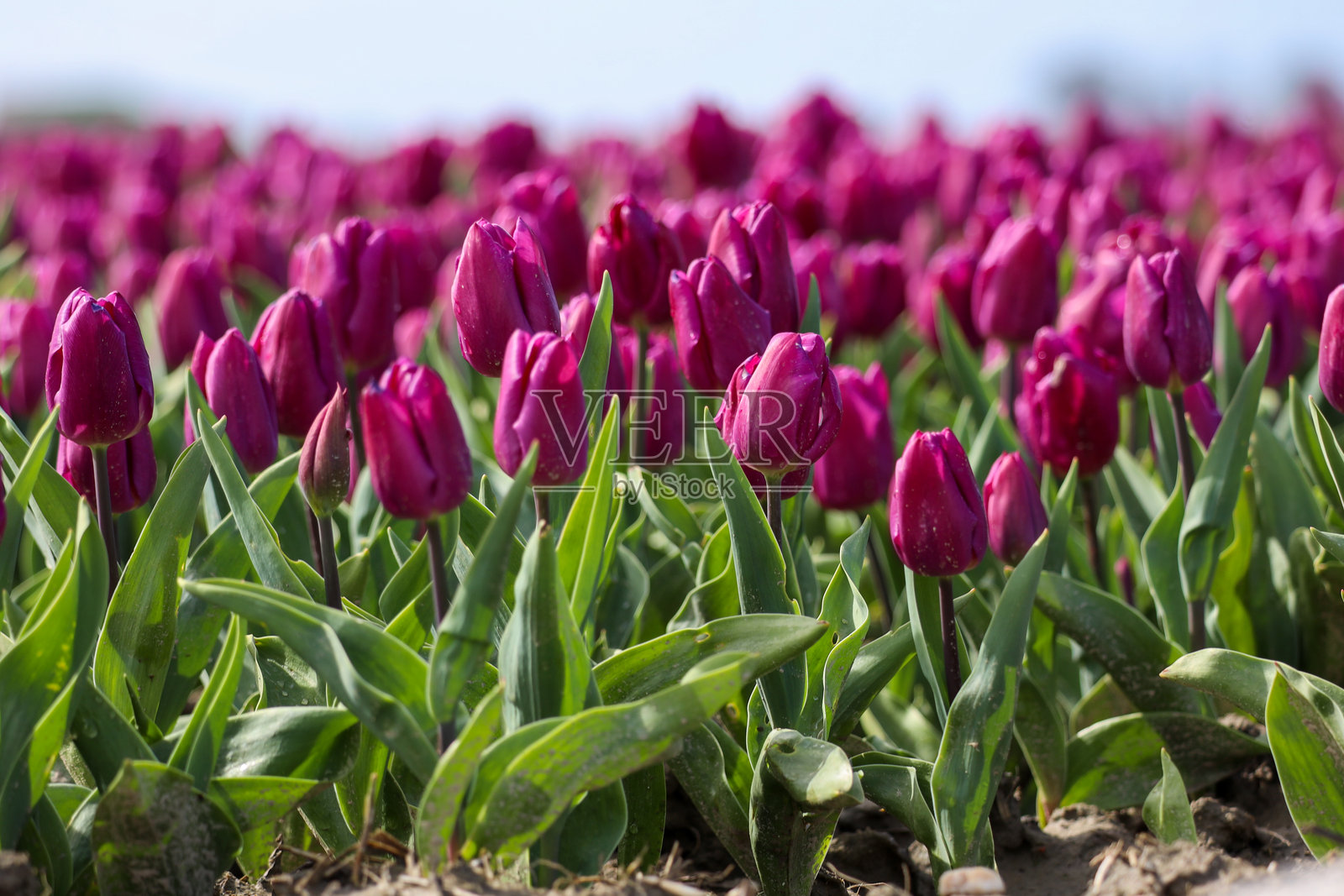在goee - overflakkee上,郁金香盛开的田地里种植着球茎照片摄影图片