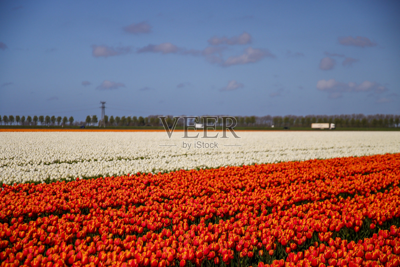 在goee - overflakkee上,郁金香盛开的田地里种植着球茎照片摄影图片