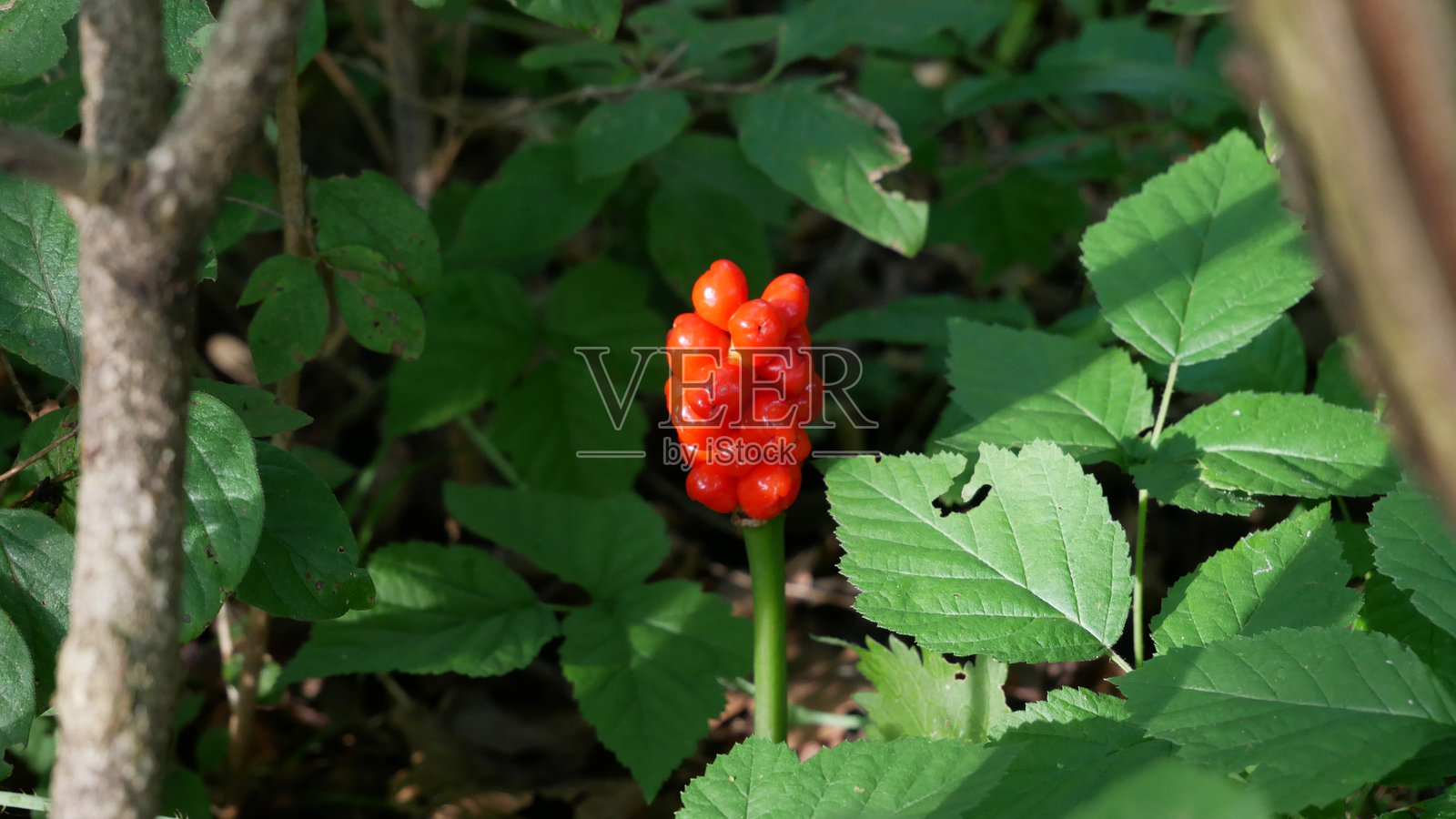 野樱莓红莓特写照片摄影图片