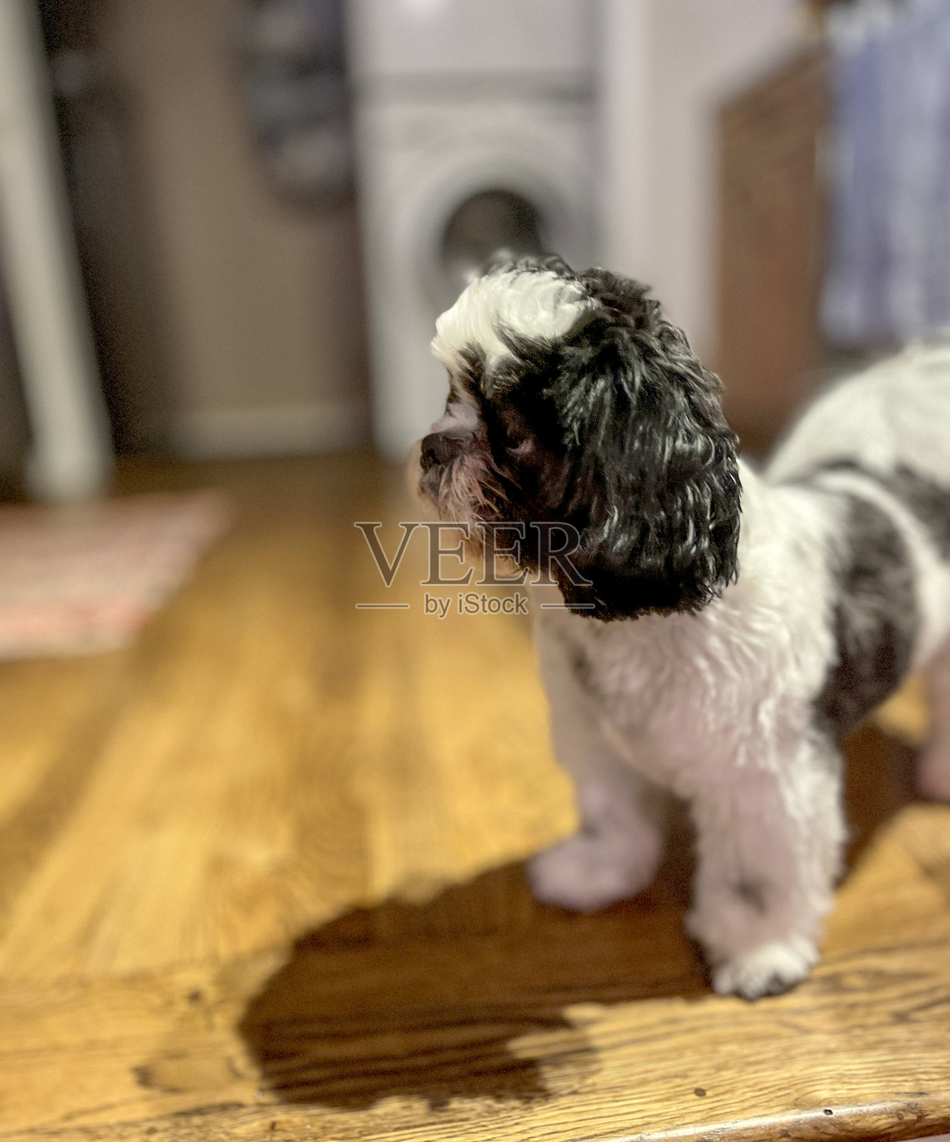 年幼的西施幼犬肖像照片摄影图片