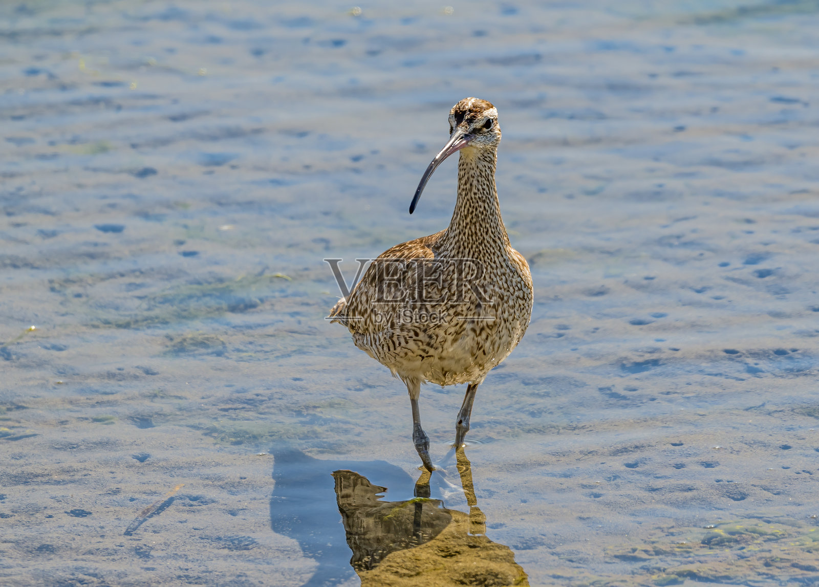 哈氏小飞虫(哈氏小飞虫)是一种涉水飞虫科。它是分布最广的curcurs之一,在北美亚北极的大部分地区繁殖。鸻形目。照片摄影图片
