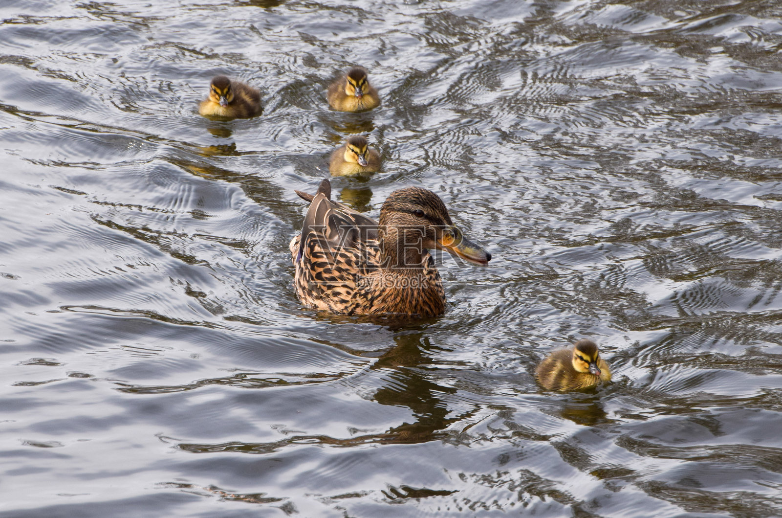 绿头鸭科照片摄影图片