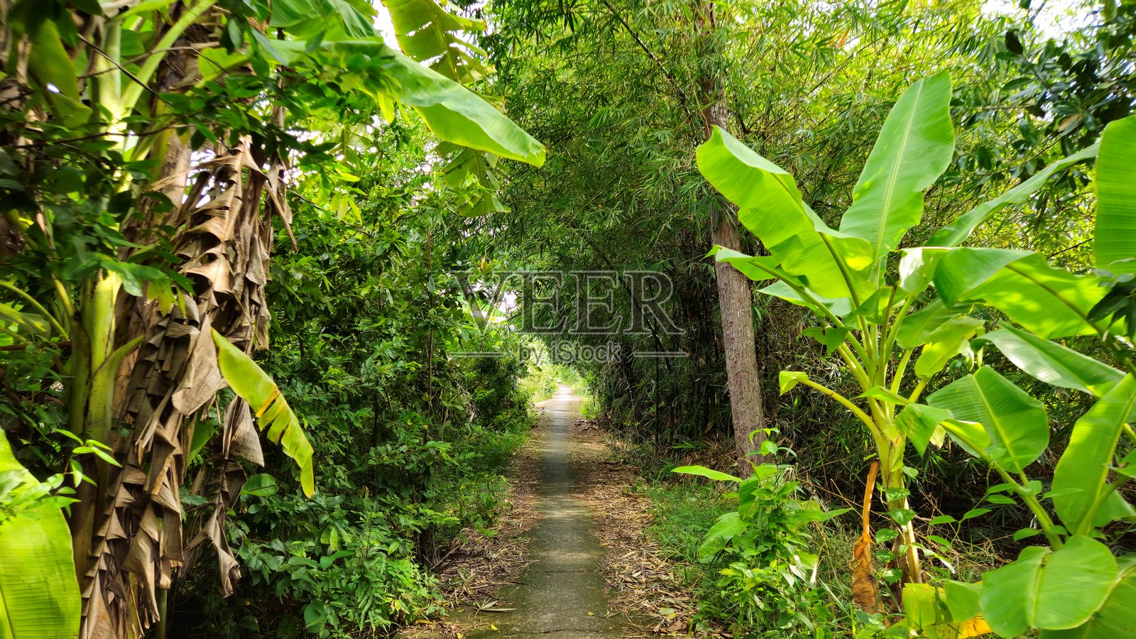 清晨,越南湄公河三角洲永隆省芒提区乡村狭窄的乡村街道上美丽的风景。照片摄影图片