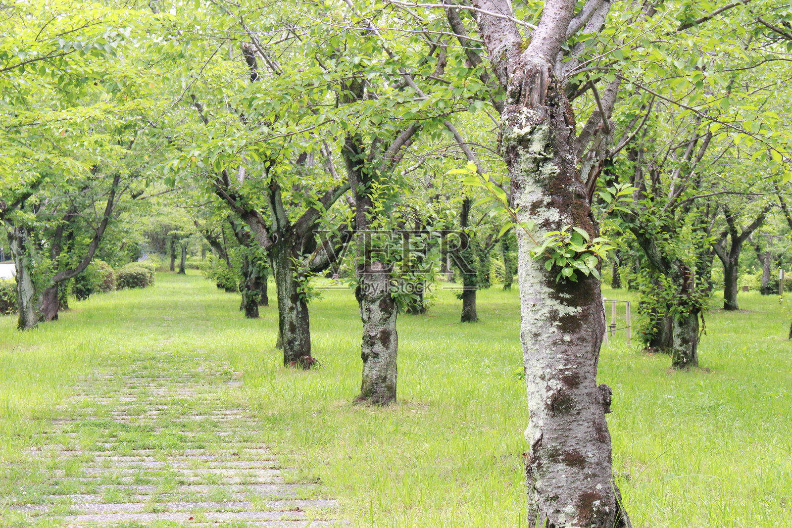 鹅卵石人行道照片摄影图片