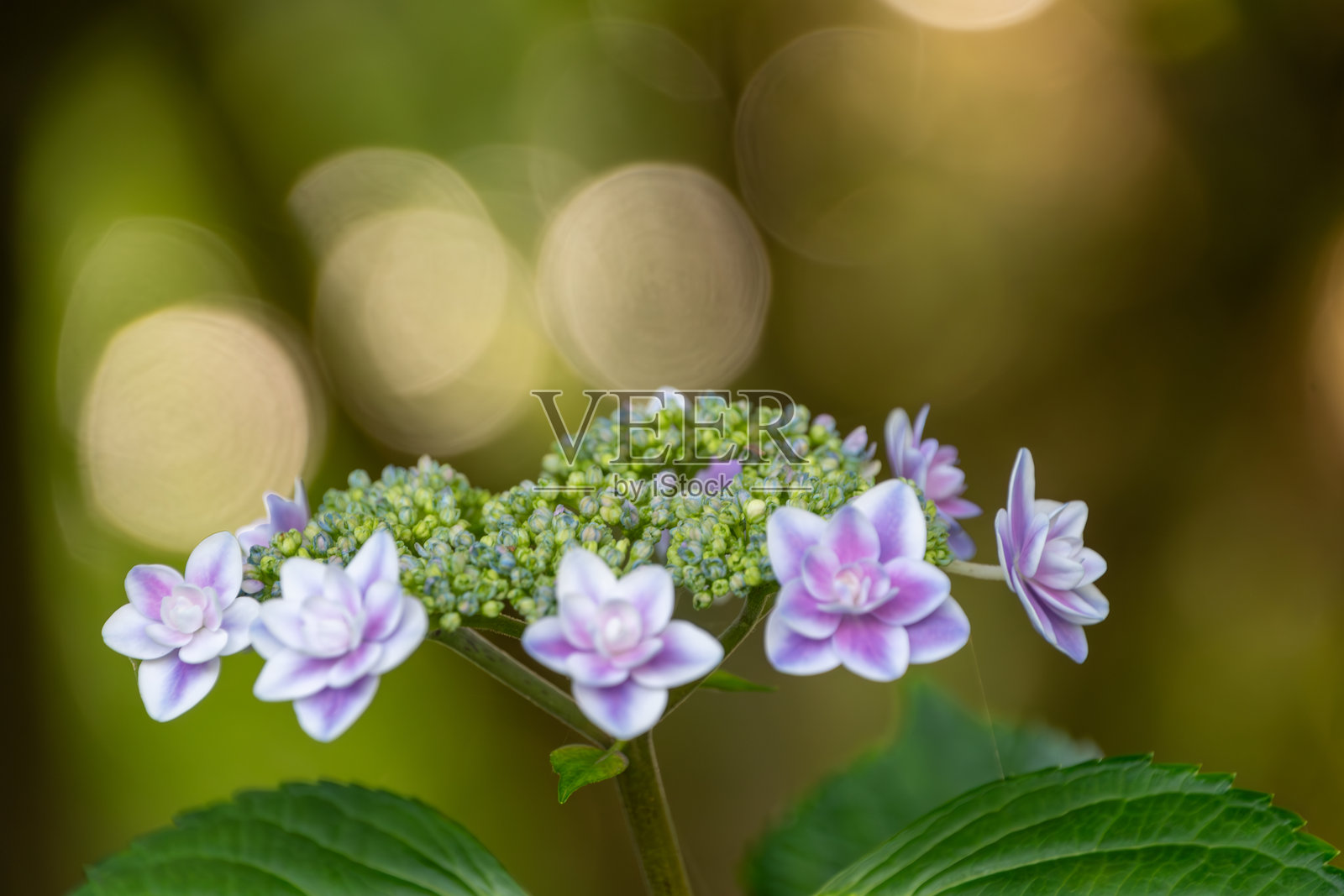 优雅的绣球花与精致的散景照片摄影图片