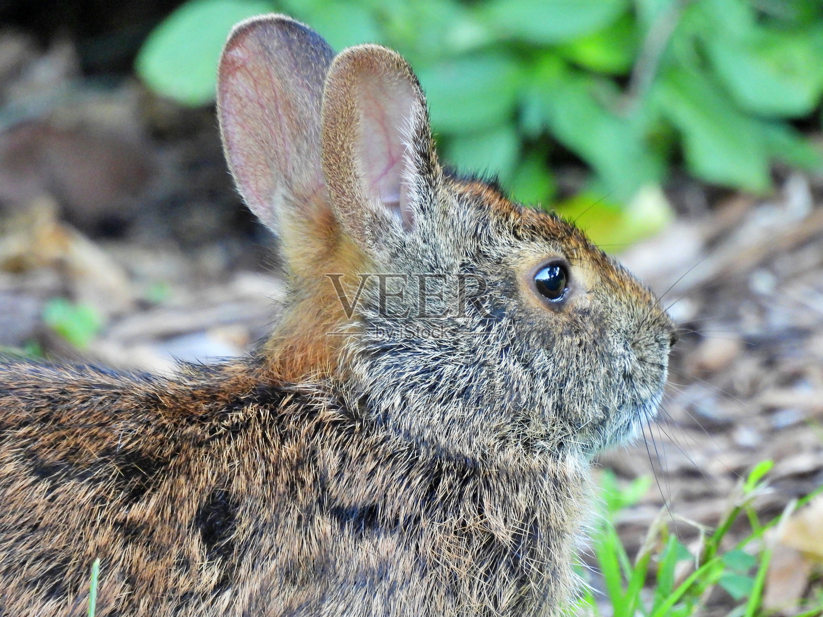 沼泽兔(Sylvilagus palustris)照片摄影图片