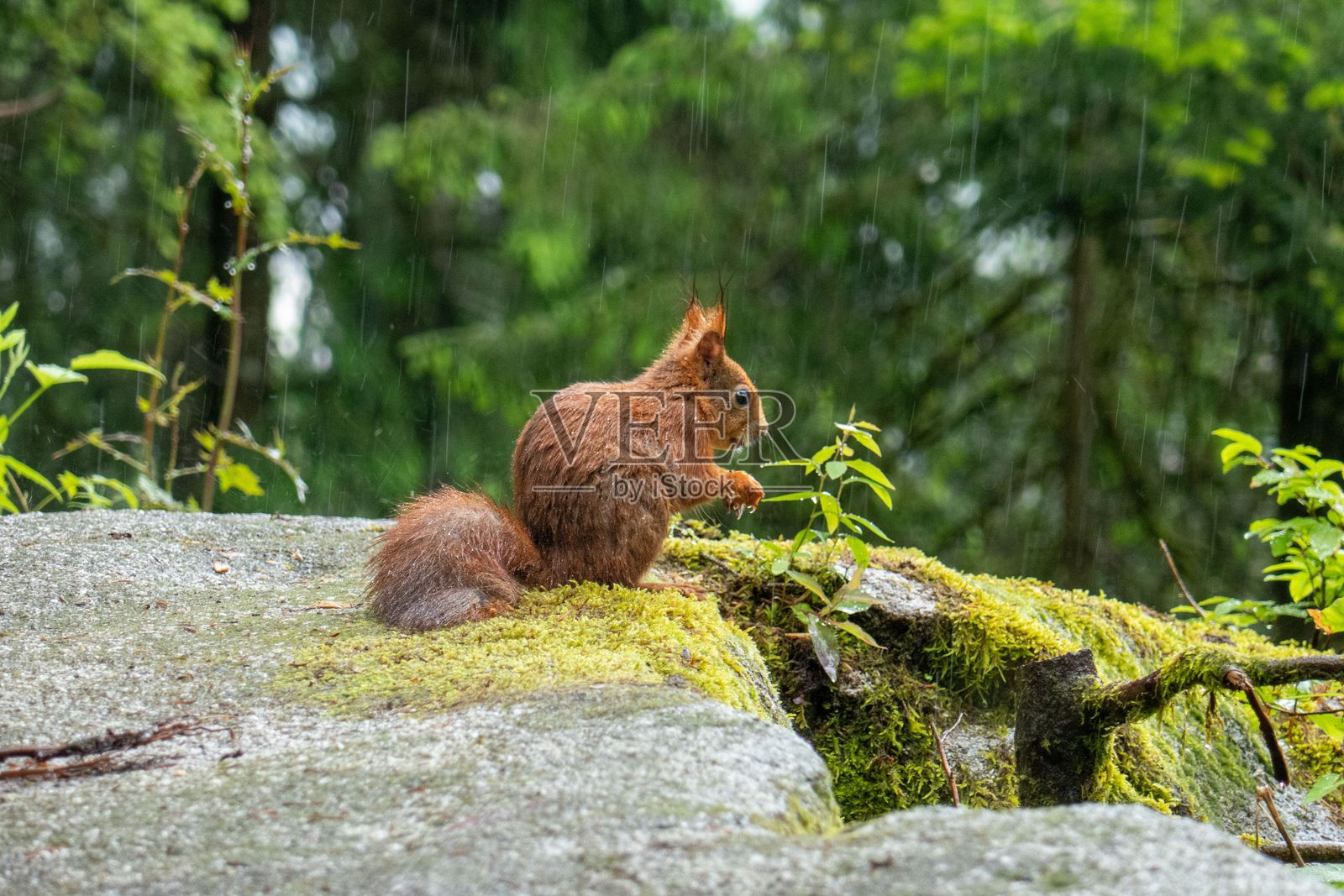 小雨中,一只红松鼠坐在长满青苔的岩石上。黑森林,德国照片摄影图片