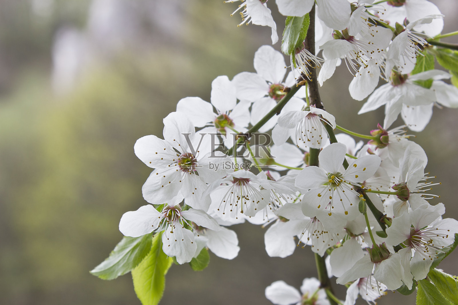 白色的樱花。照片摄影图片