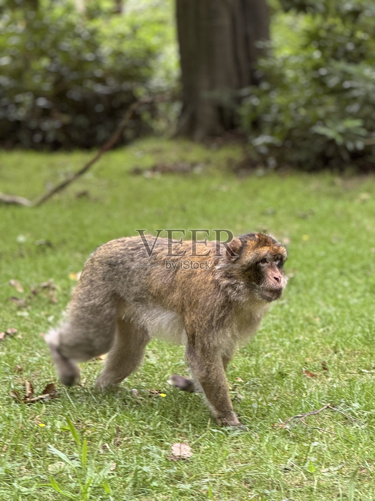 猴子在草地上行走照片摄影图片