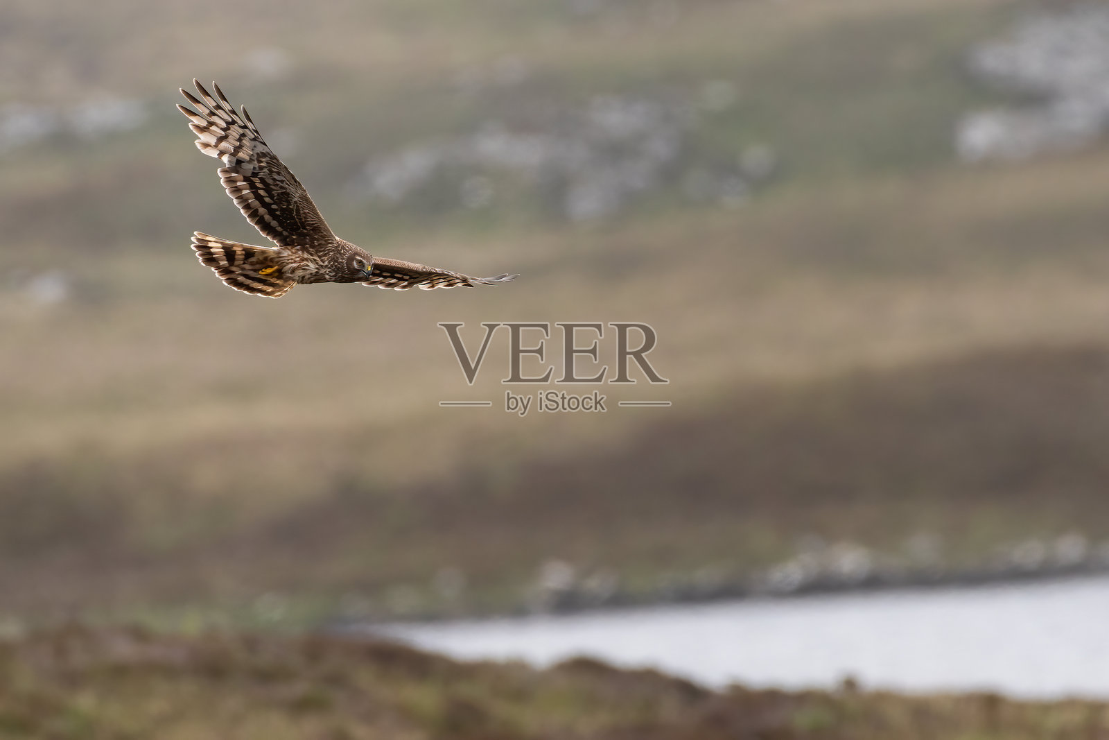 母鸡猎兔犬照片摄影图片