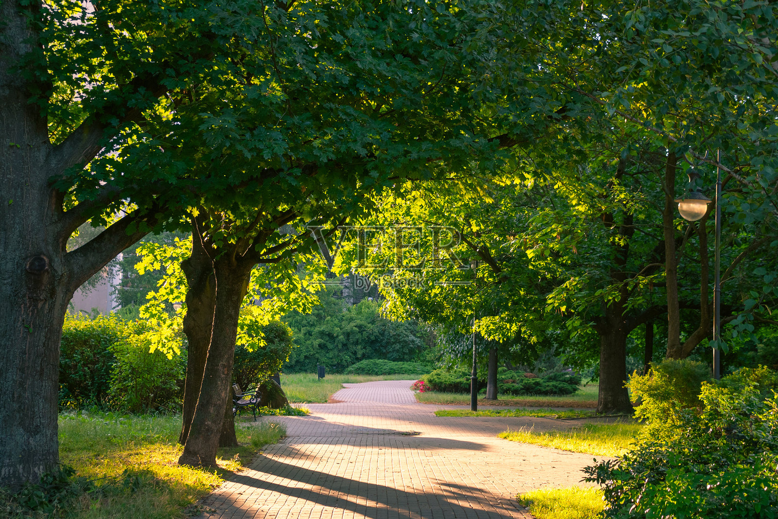 日落时公园里的小路。美丽的风景。照片摄影图片