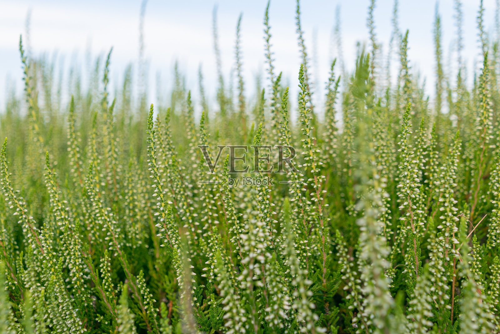 美丽的白色花。普通的石南花,凌,简单的石南花。自然背景。照片摄影图片