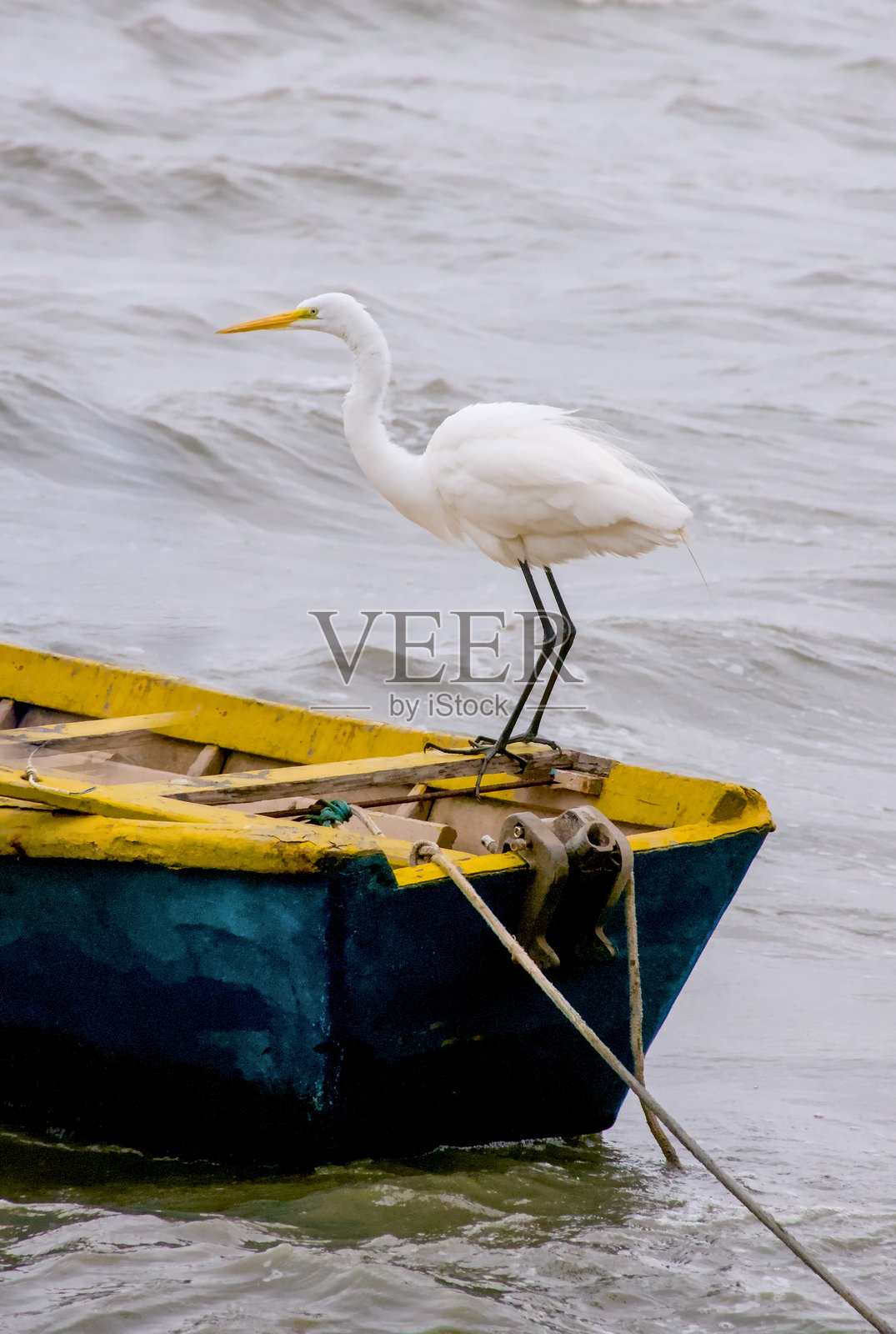 巴西里约热内卢热带海滩上的鸟儿照片摄影图片