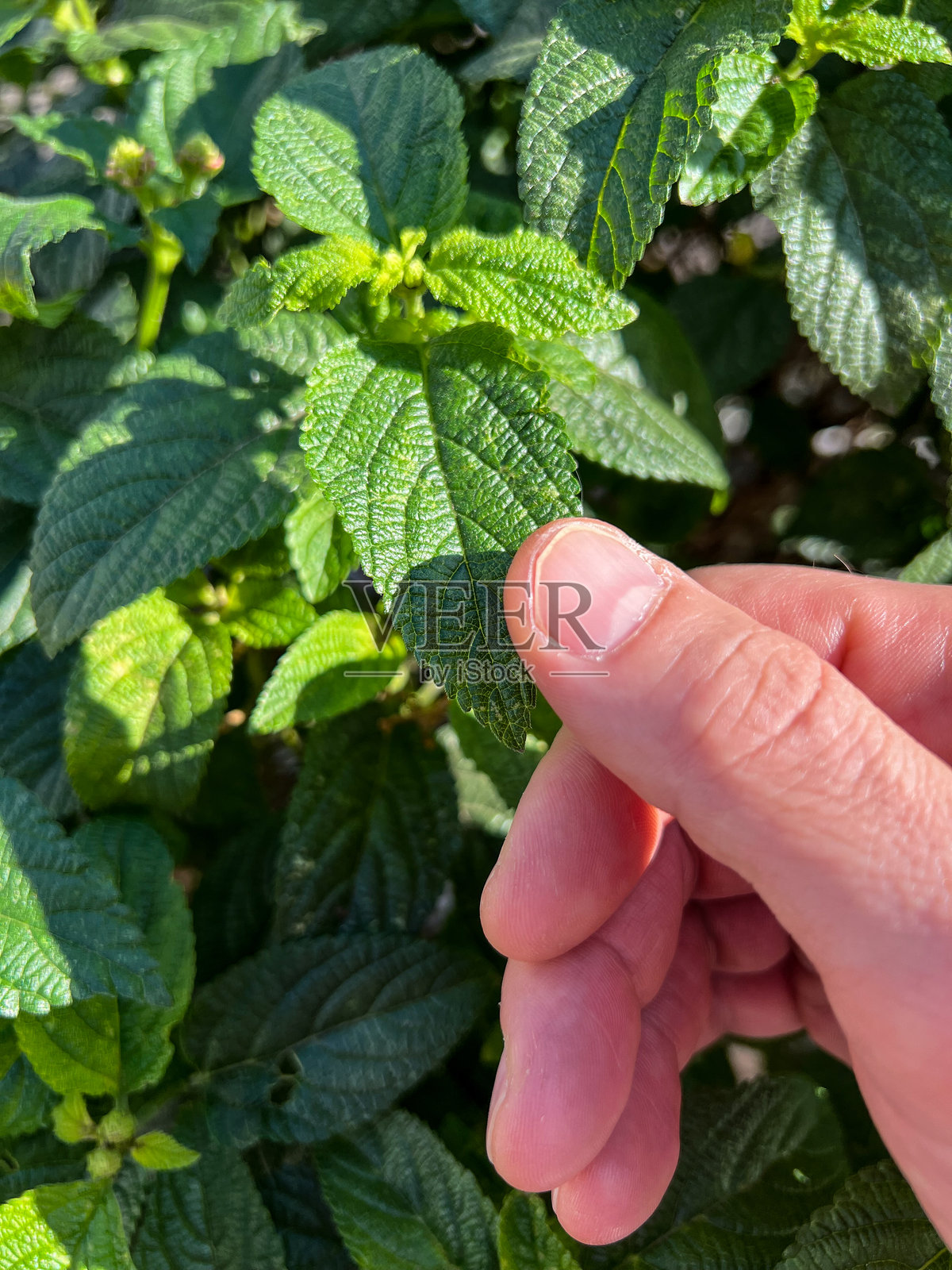 微妙的触碰照片摄影图片