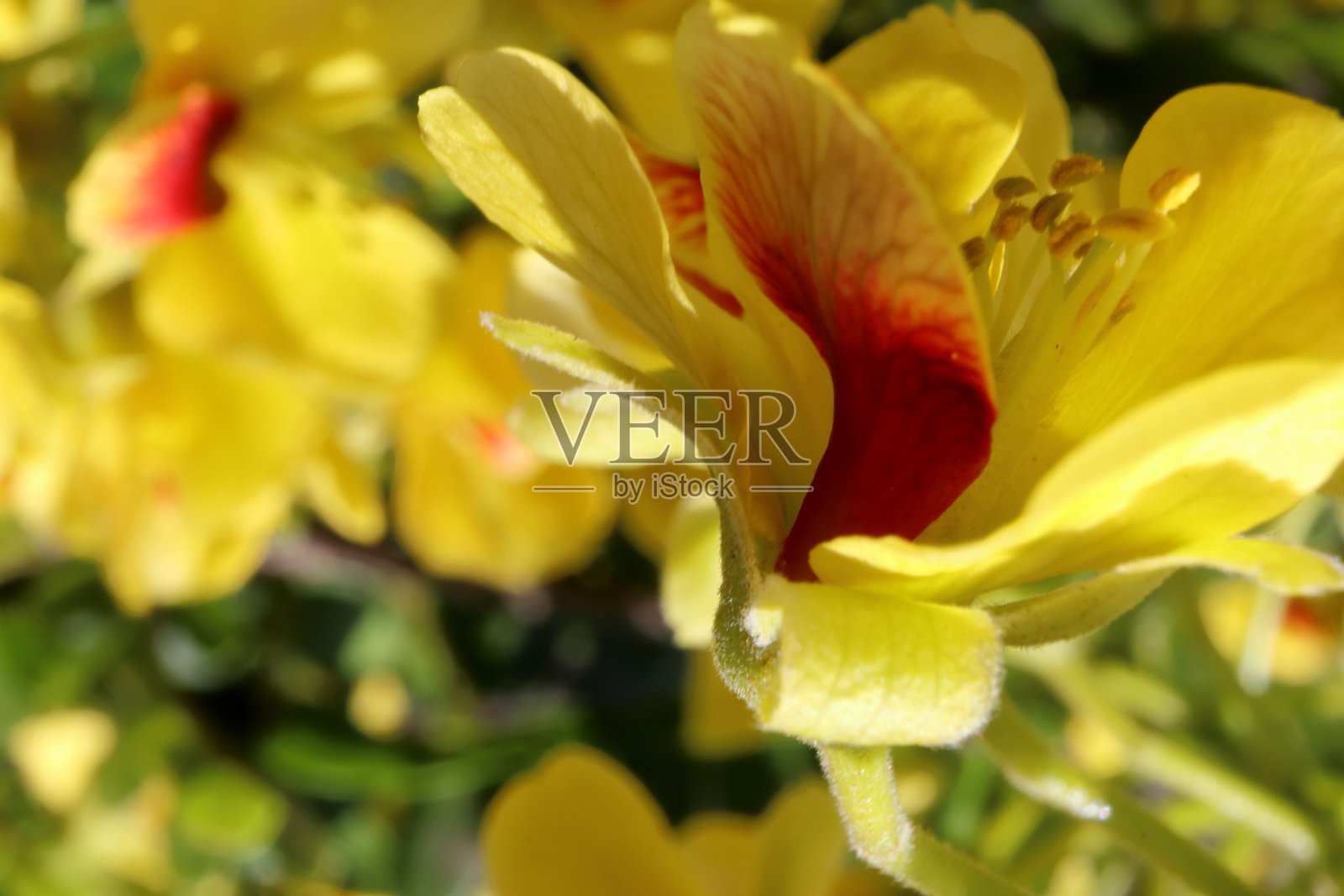 巴西或巴西木,荆芥,开黄花照片摄影图片