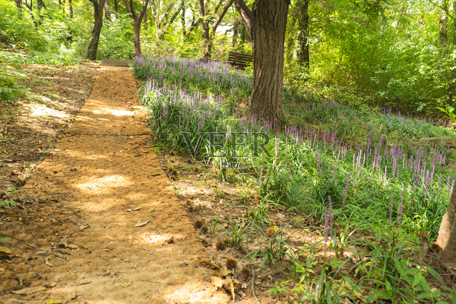 韩国风铃花环绕的宁静步道照片摄影图片