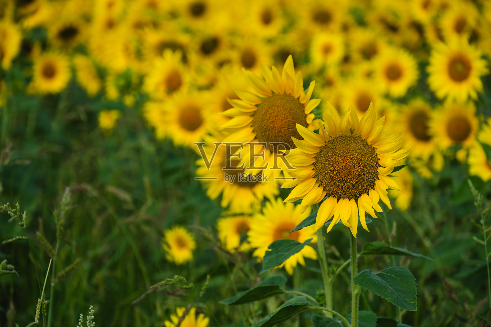 蓝天下的向日葵田照片摄影图片