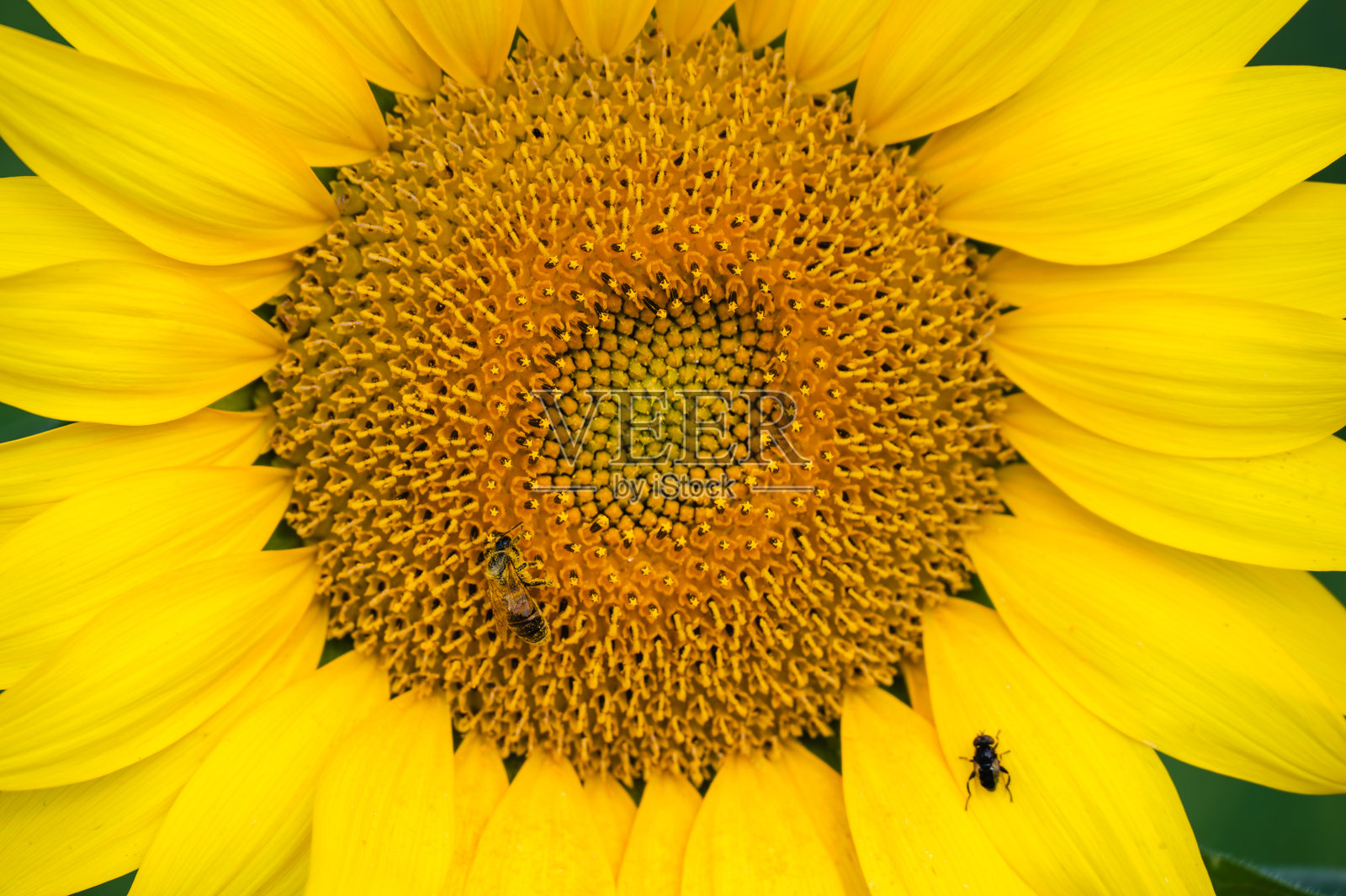 蓝天下的向日葵田照片摄影图片