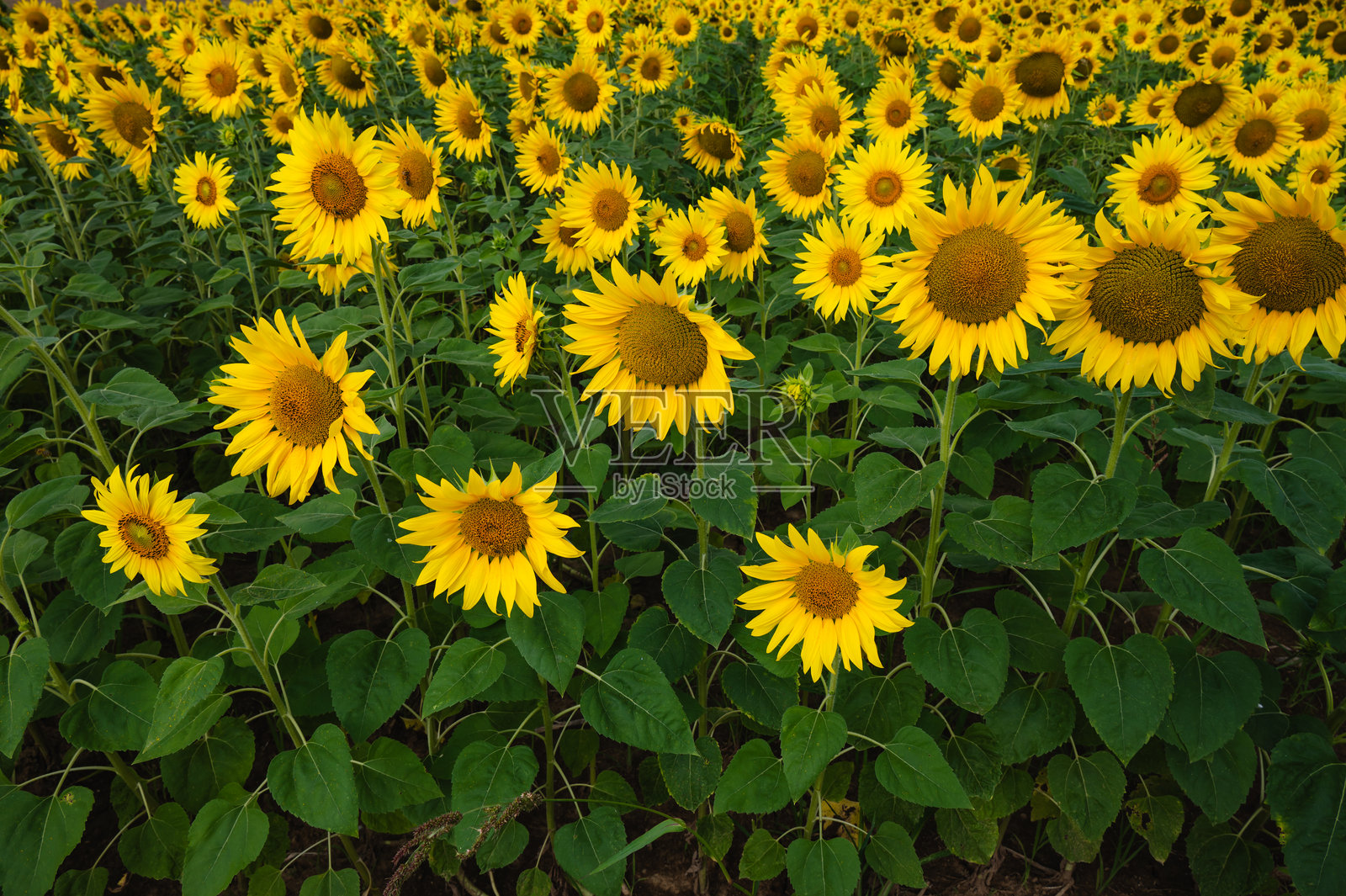 蓝天下的向日葵田照片摄影图片