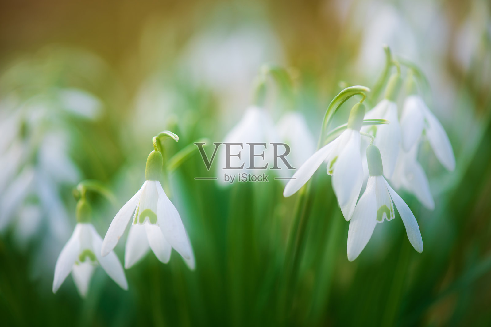 春天的雪花莲照片摄影图片