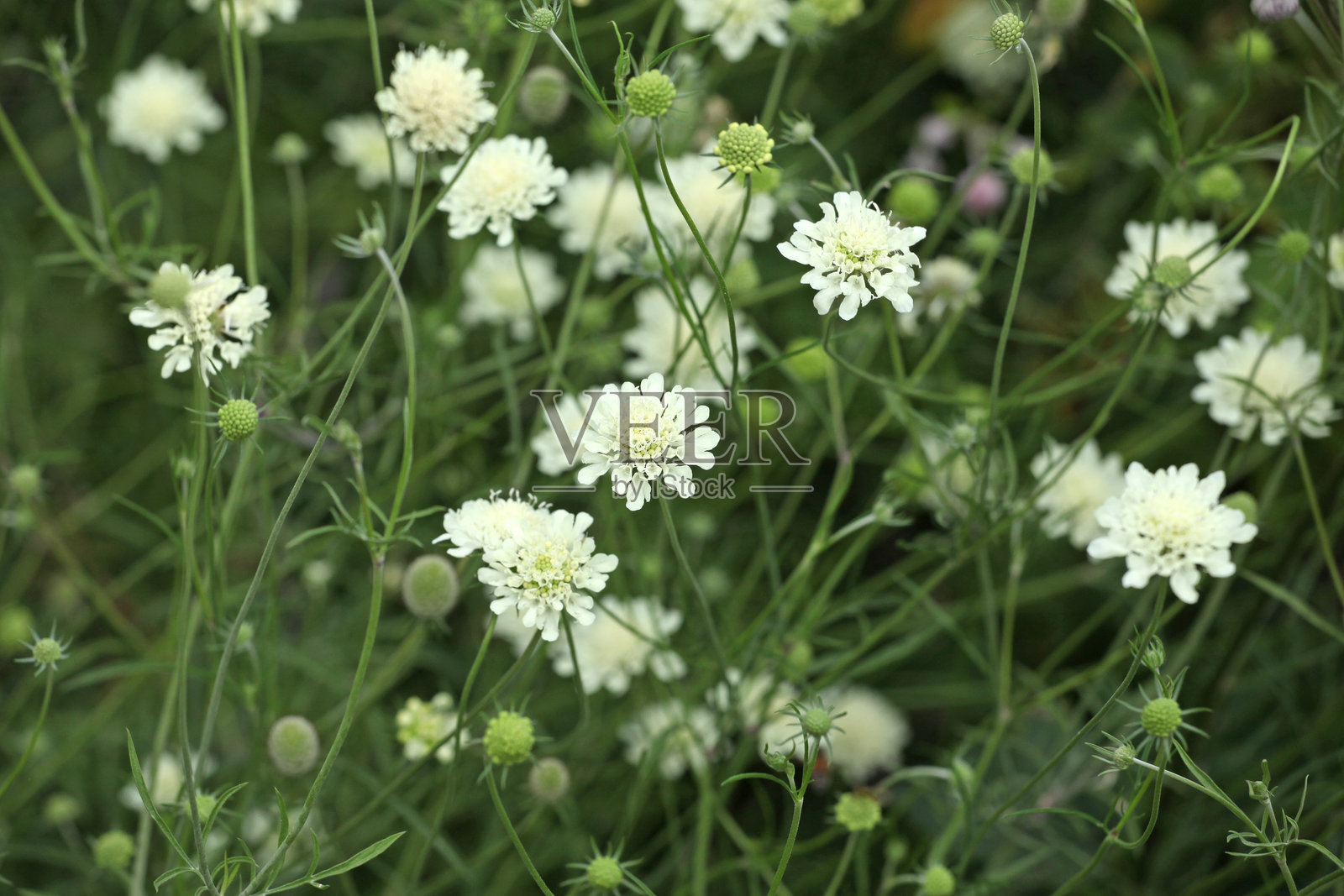 霜疮针垫,疥螨,花中。照片摄影图片
